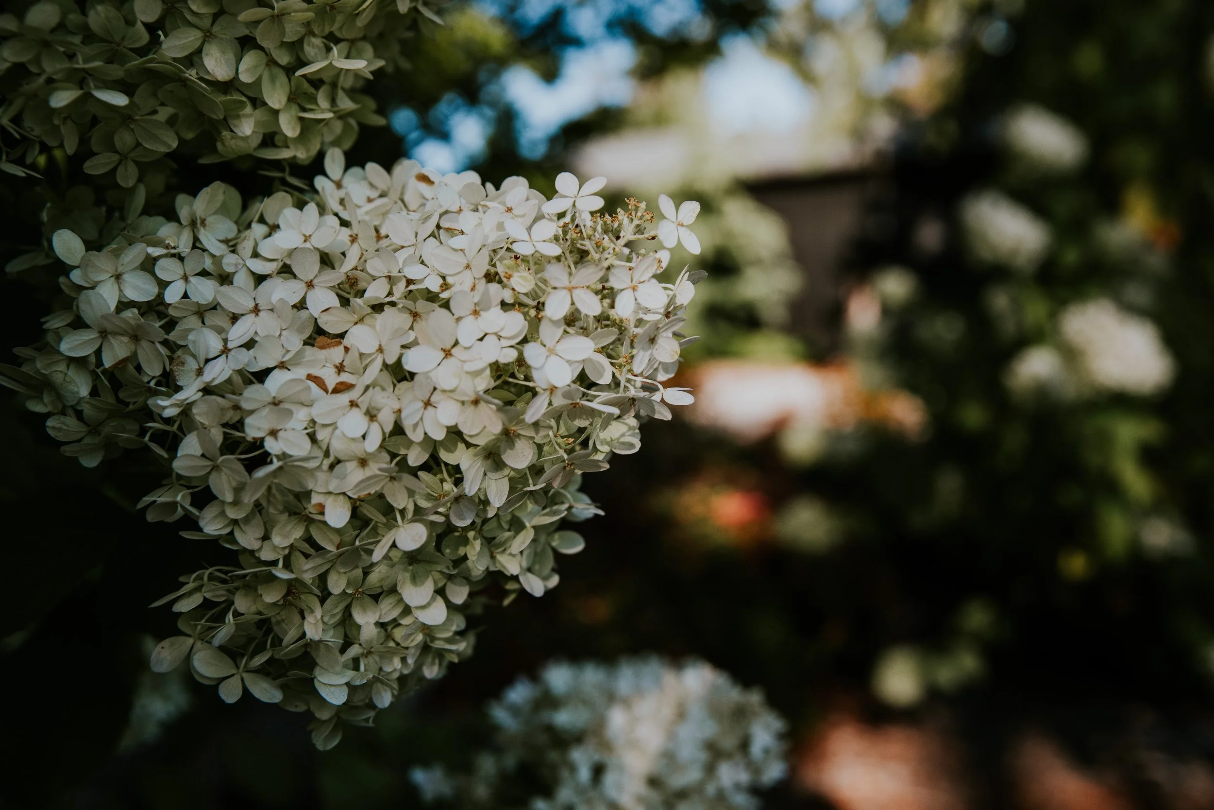 Close-up of white hydrangea flowers with green leaves background.