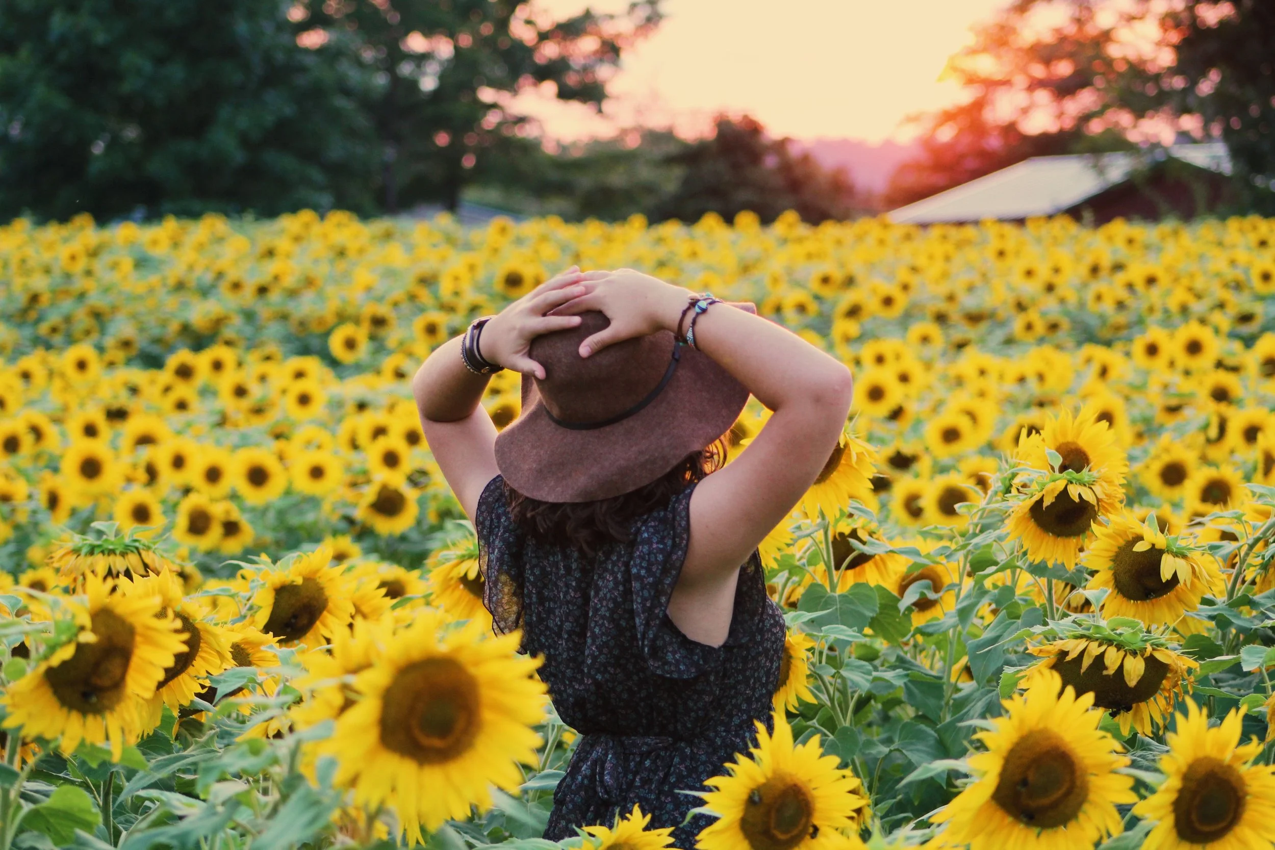 Person wearing a hat and bracelets standing in a field of sunflowers during sunset.