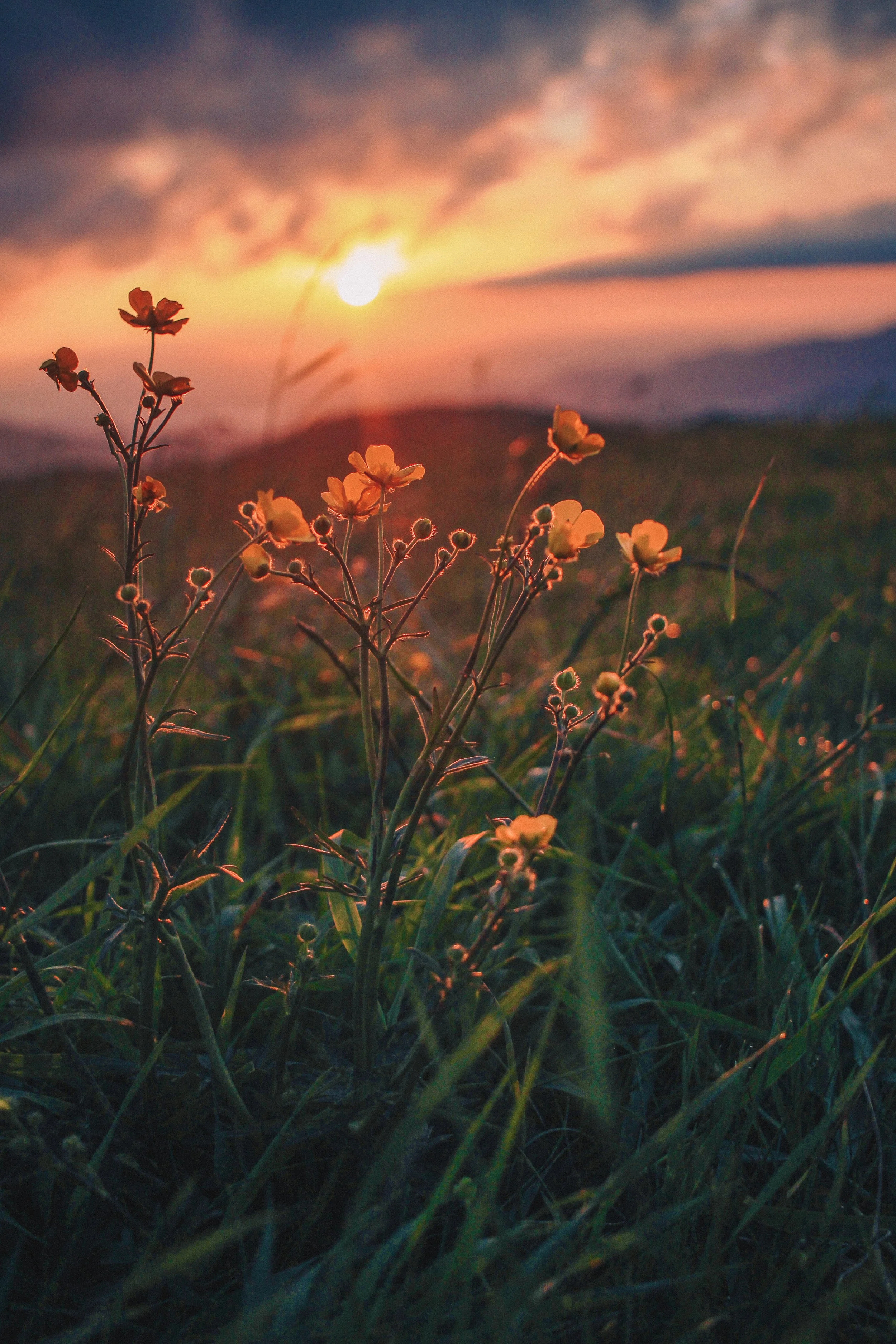 redo photo max patch flowers.jpg