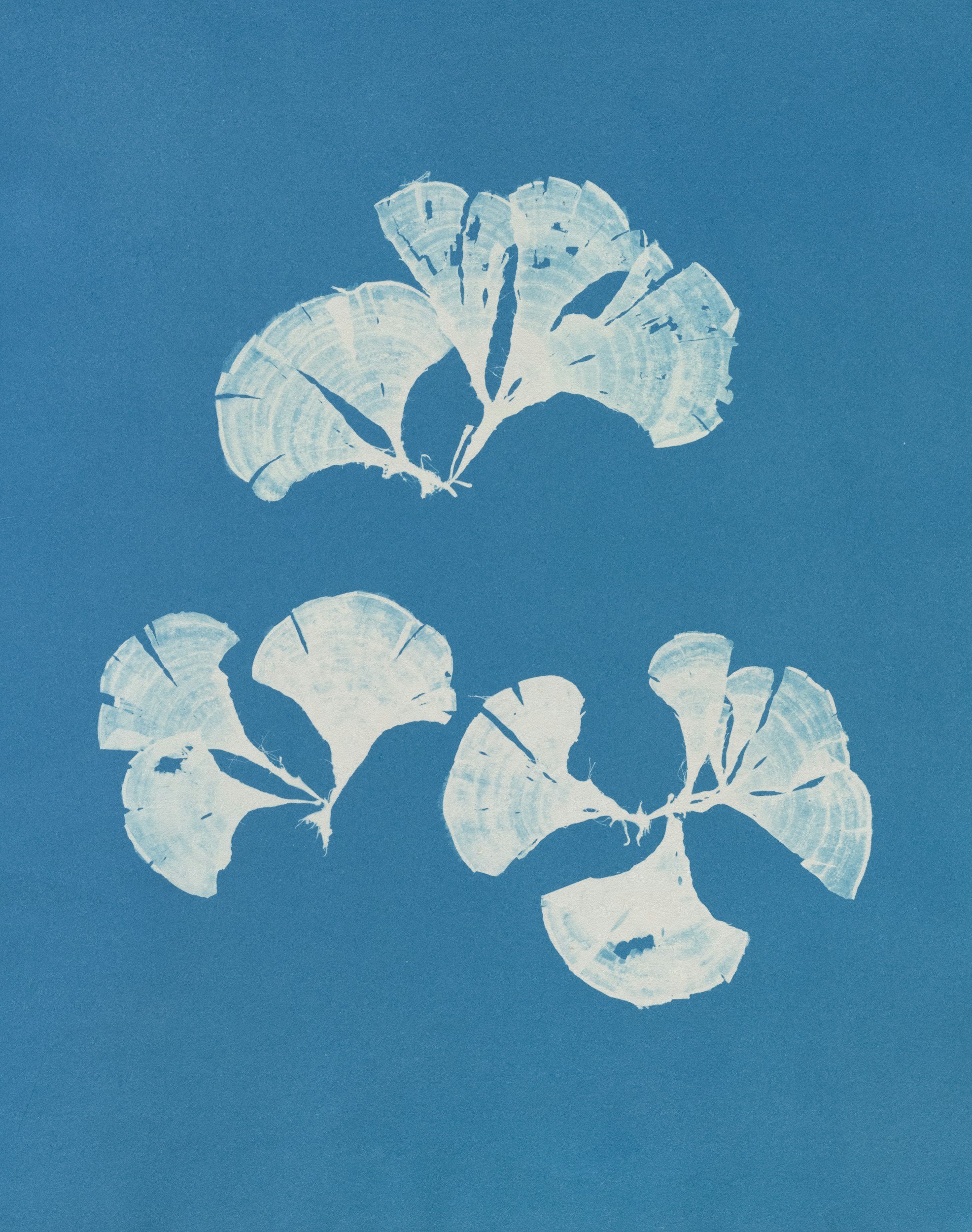 Cyanotype Workshop with Luis Fonseca