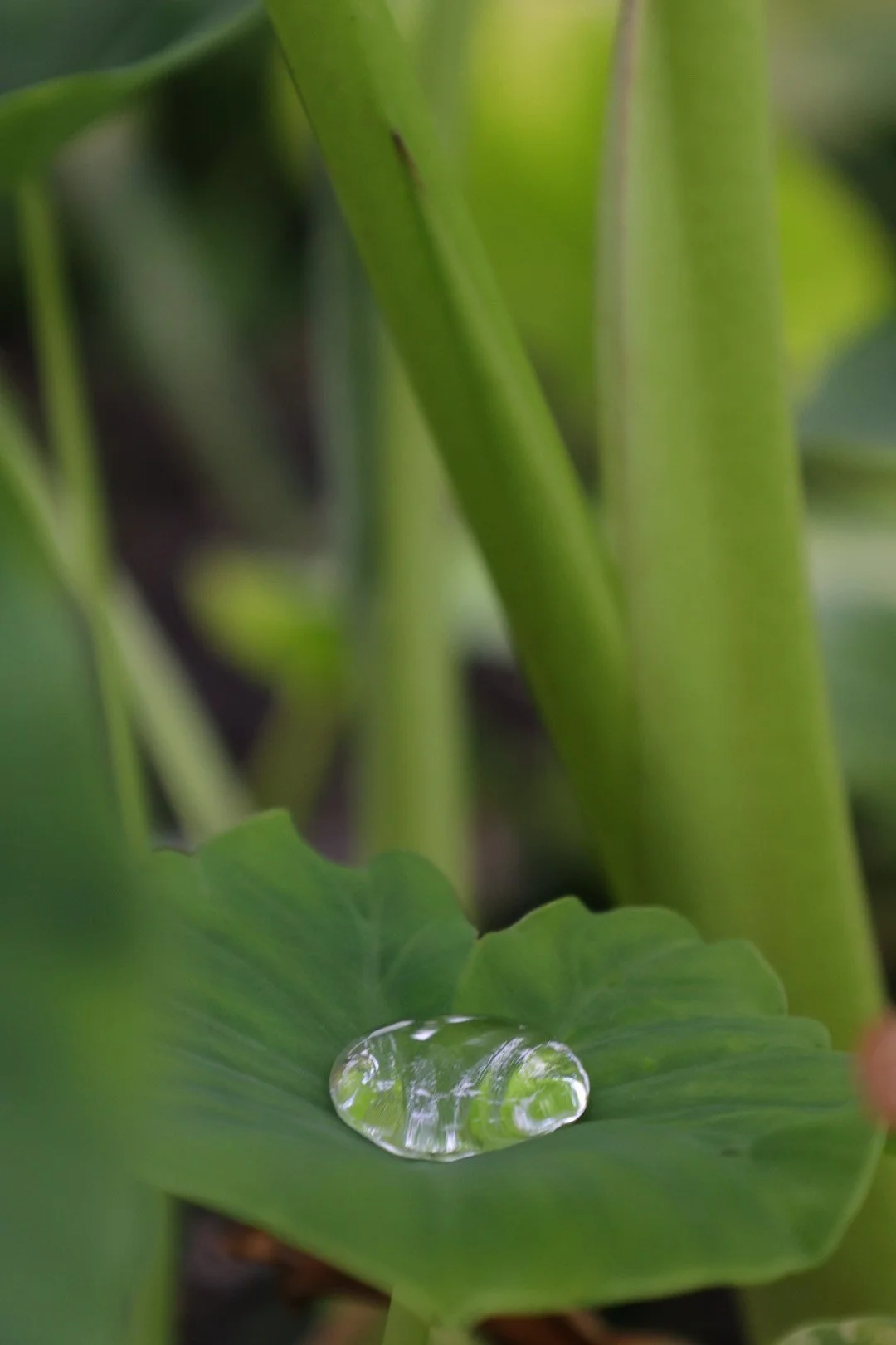 water droplet on top of a leaf