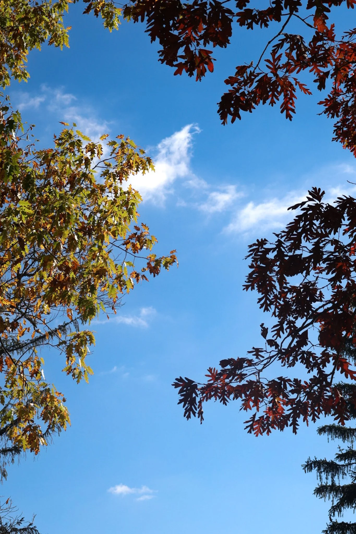 two trees of different colors separated by a blue sky. The tree on the left is green-yellow, the one on the right is red.