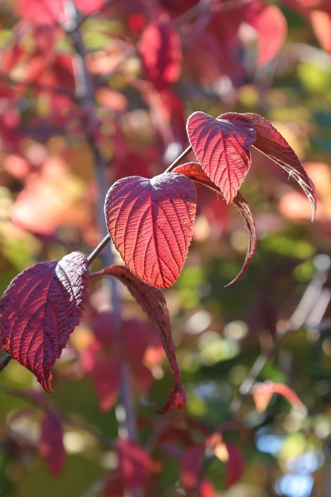Red leaves on a blue background