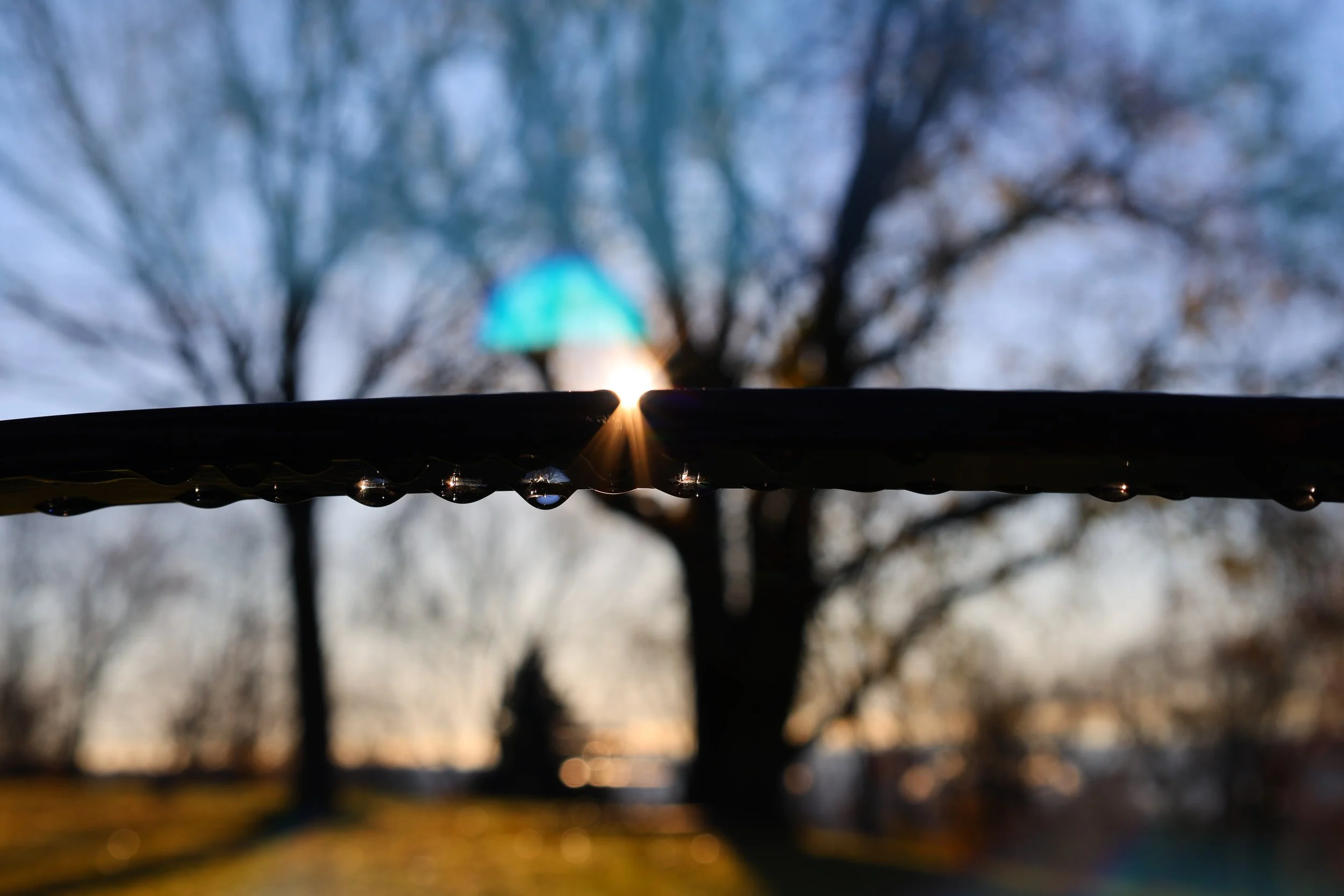 Image of a Tree Branch and Water Droplets Against a Sunset