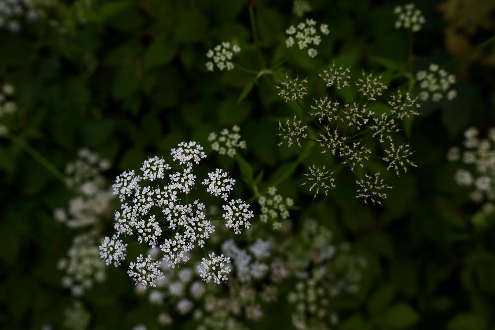 Photo of two flowers in different stages of budding