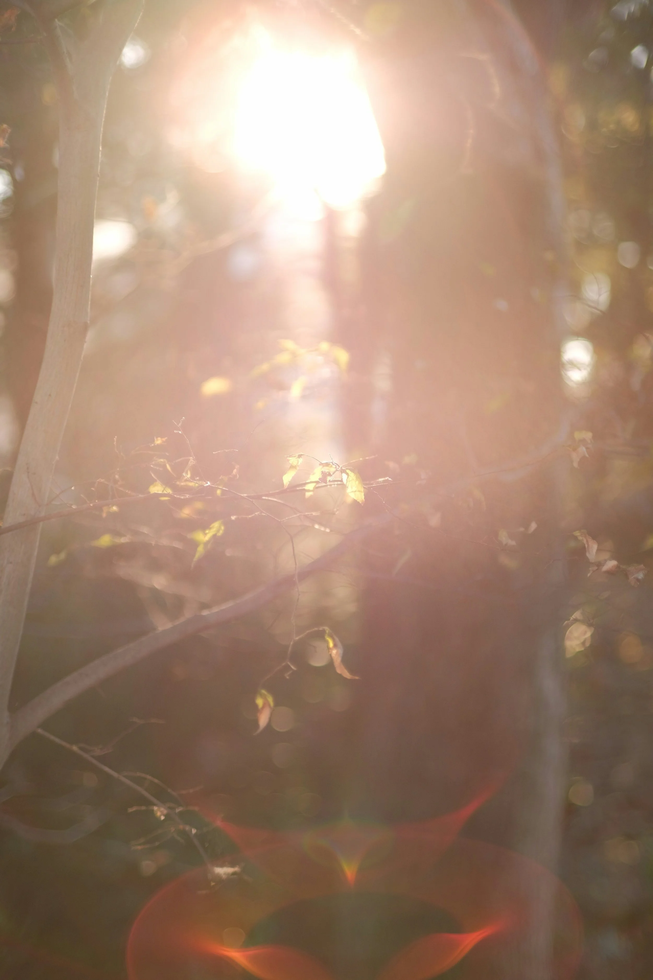 Bright sunlight shining through tree branches with warm tones and lens flare.