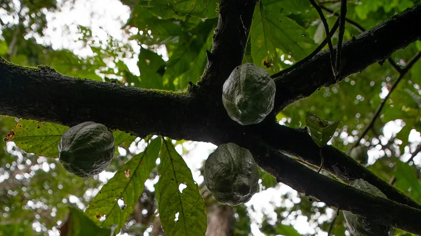 Mazô Maná - Amazon Rainforest Food