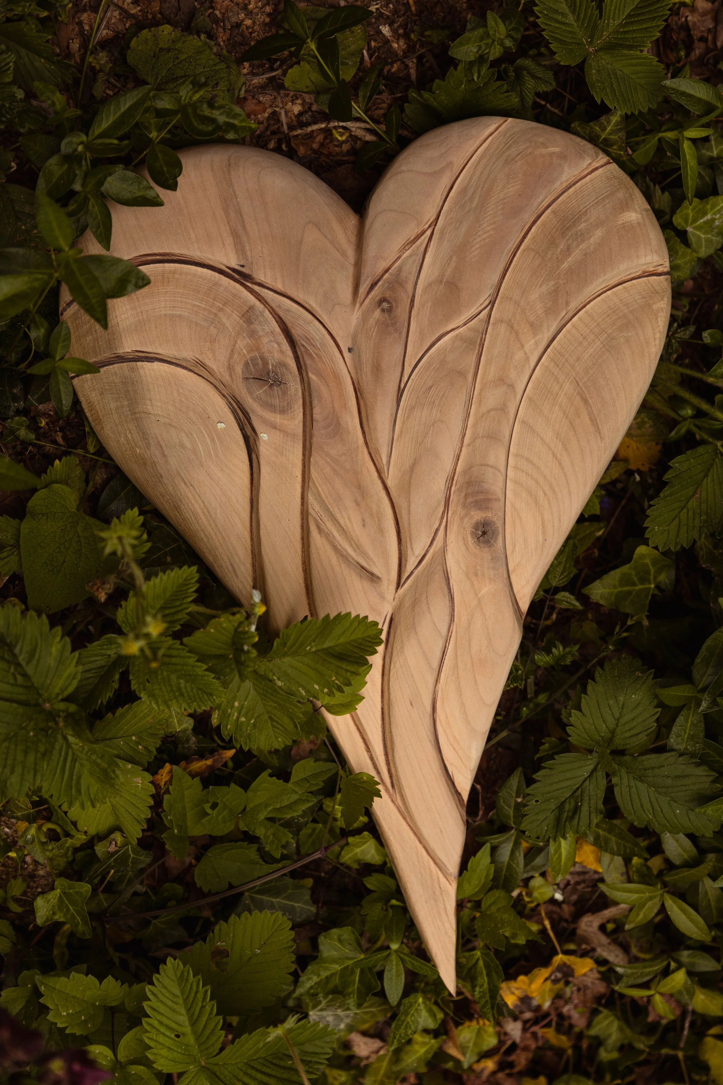Ein Holzstück, das wie ein Herz geformt ist, liegt auf grünem Laub im Freien.