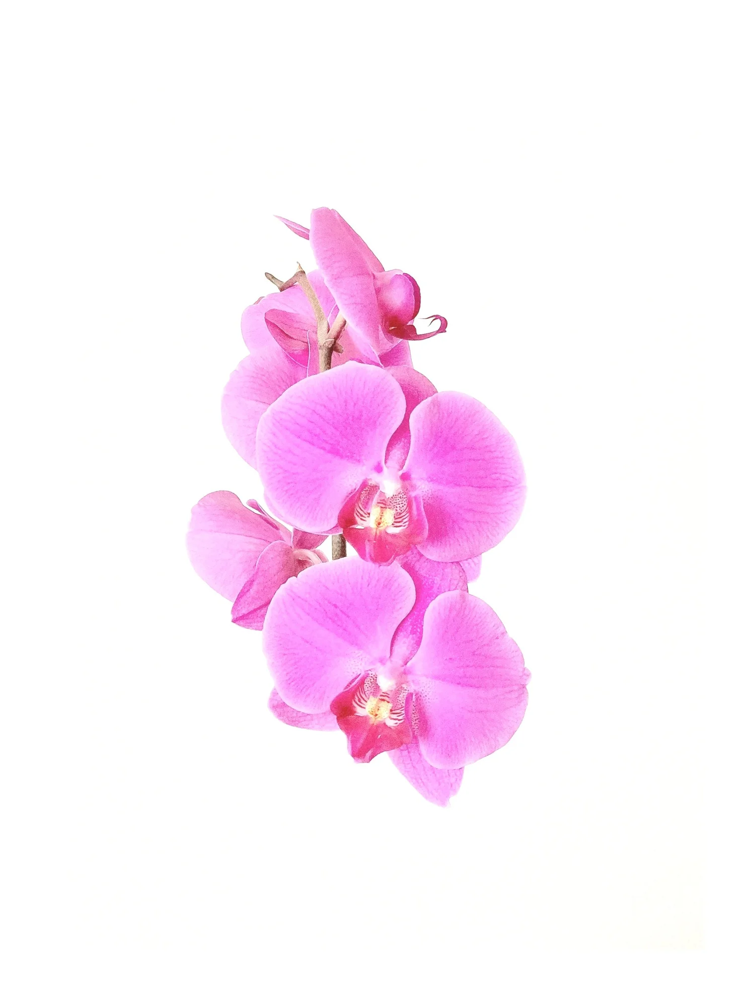 Orchid Therapy