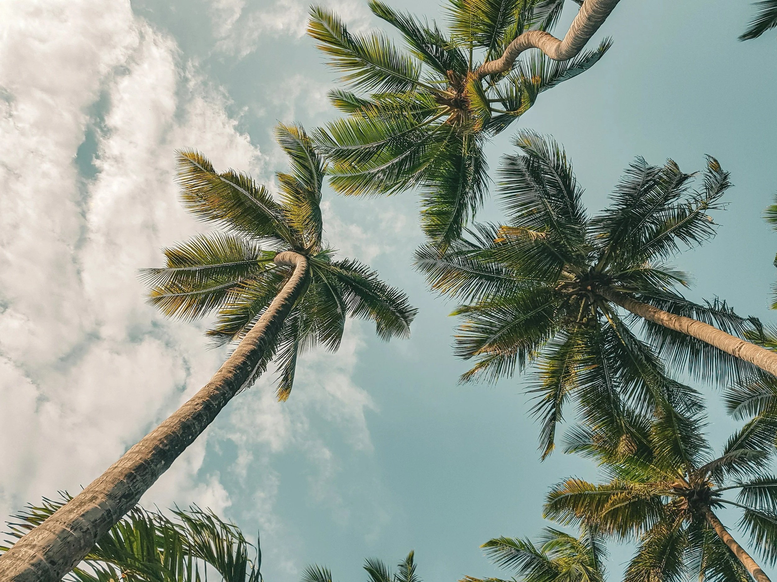 Looking up at tall palm trees swaying in the breeze under a partly cloudy sky.