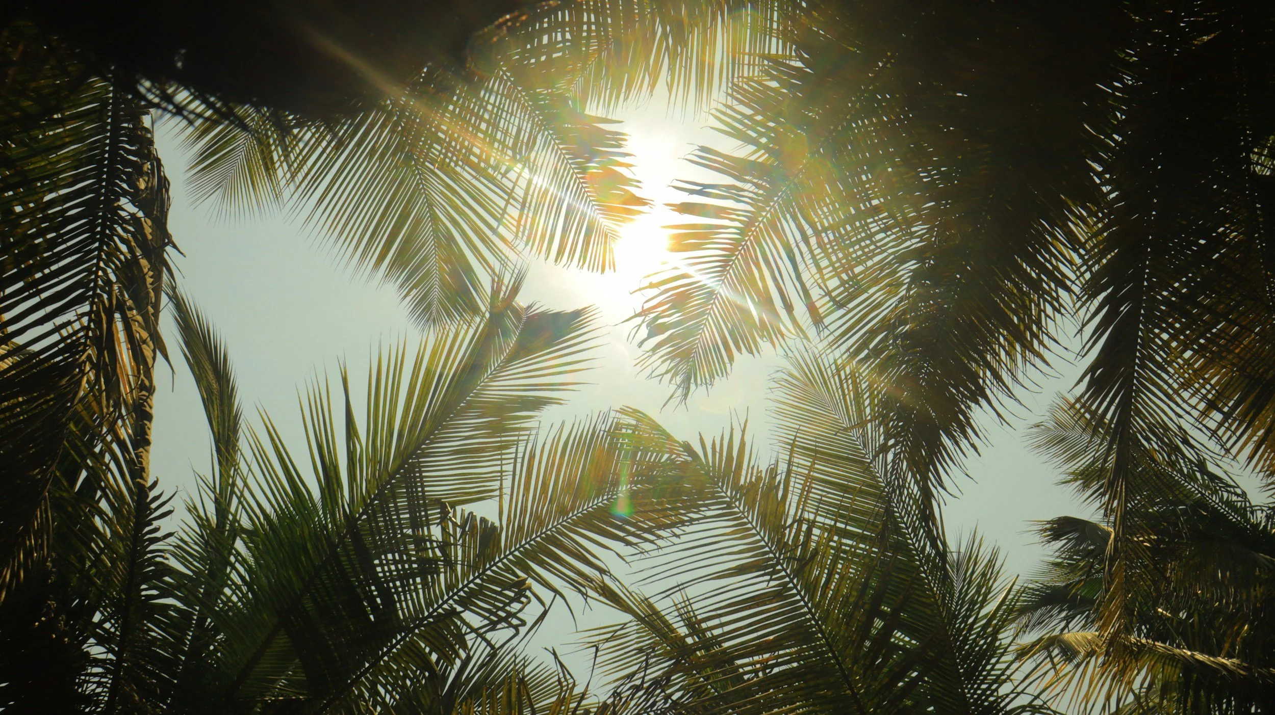 Sunshine filtering through palm trees with clear sky in the background.