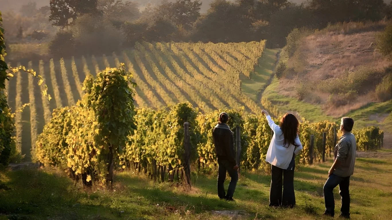 Three people standing in a lush vineyard at sunset, with rows of grapevines stretching up a hillside, one person pointing towards the landscape.
