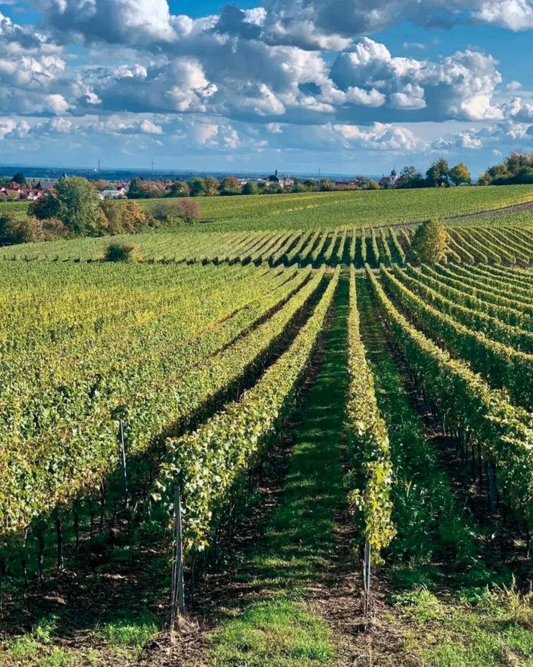 Vineyard with green grapevines in rows under a partly cloudy sky, in a rural area.