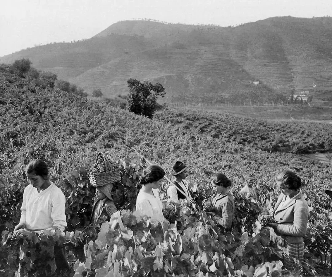 Women and a girl picking grapes in a vineyard with rolling hills in the background, black and white photograph.