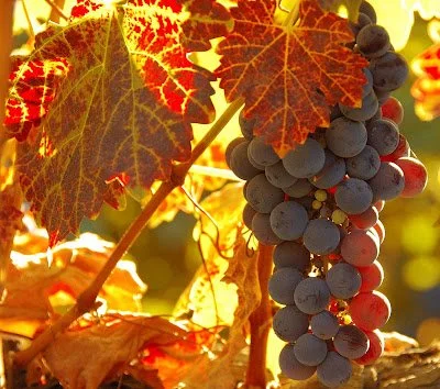 Fall Wine Weekend