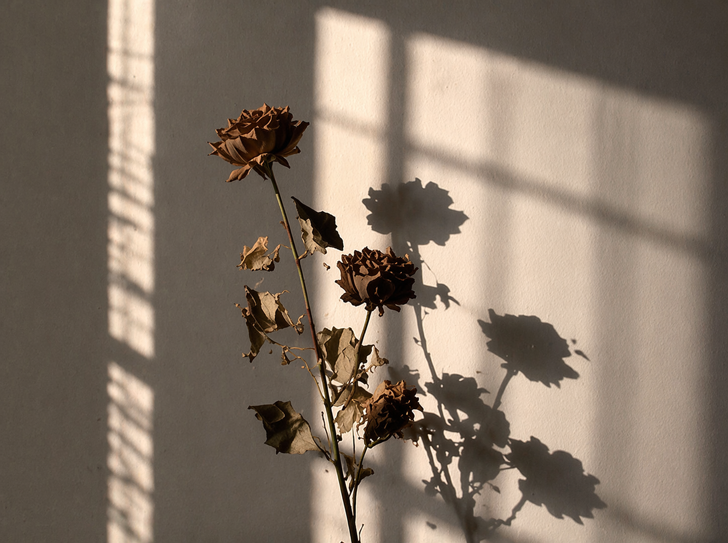 Dried brown roses with leaves on a stem, casting shadows on a plain light-colored wall.