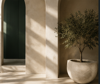 A potted olive tree indoors with sunlight casting shadows on the wall.
