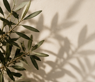 Close-up of an olive branch with green leaves, casting shadows on a beige wall.