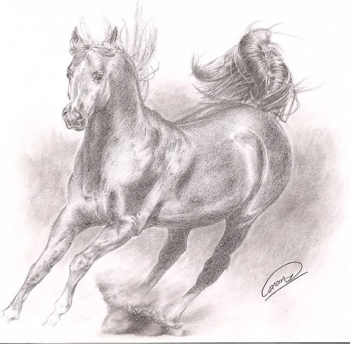 Horse 02.jpg