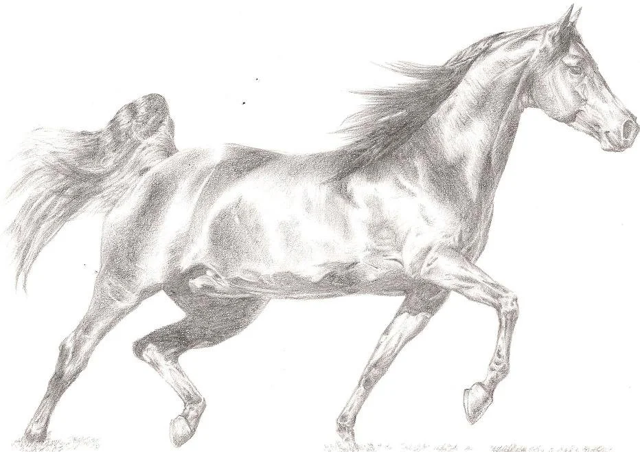 Horse.jpg