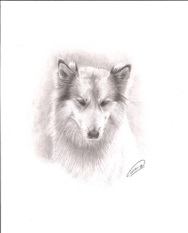Dog 01.jpg
