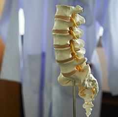 Chiropractic spine