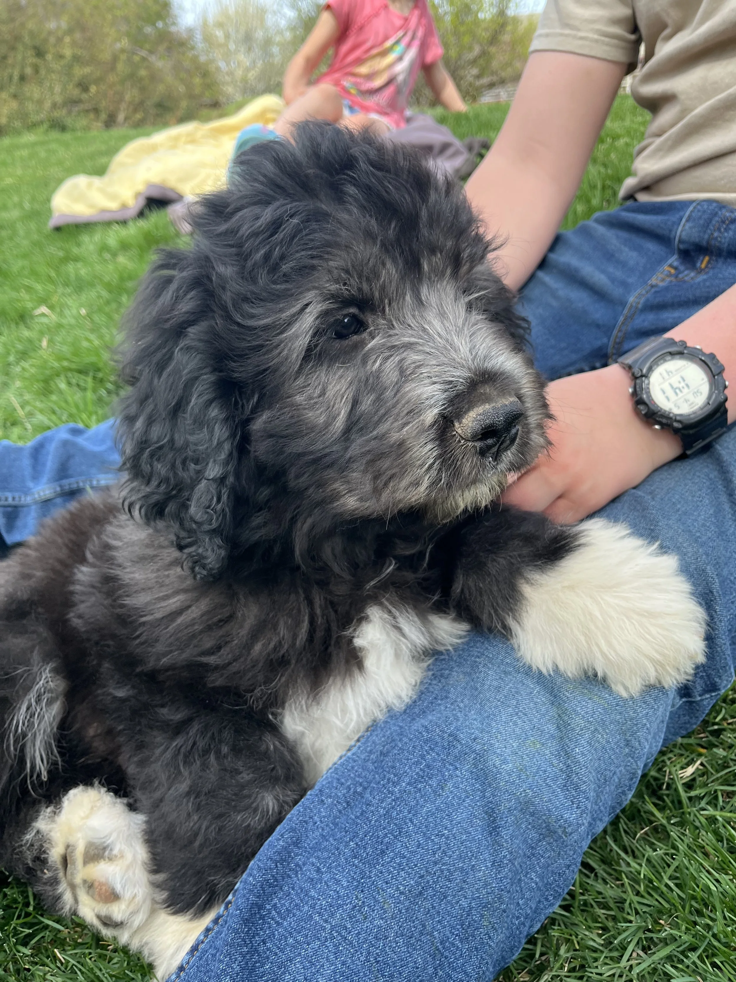 Close-up of a fluffy black and white puppy lying on a person's lap outdoors with children and green grass in the background.