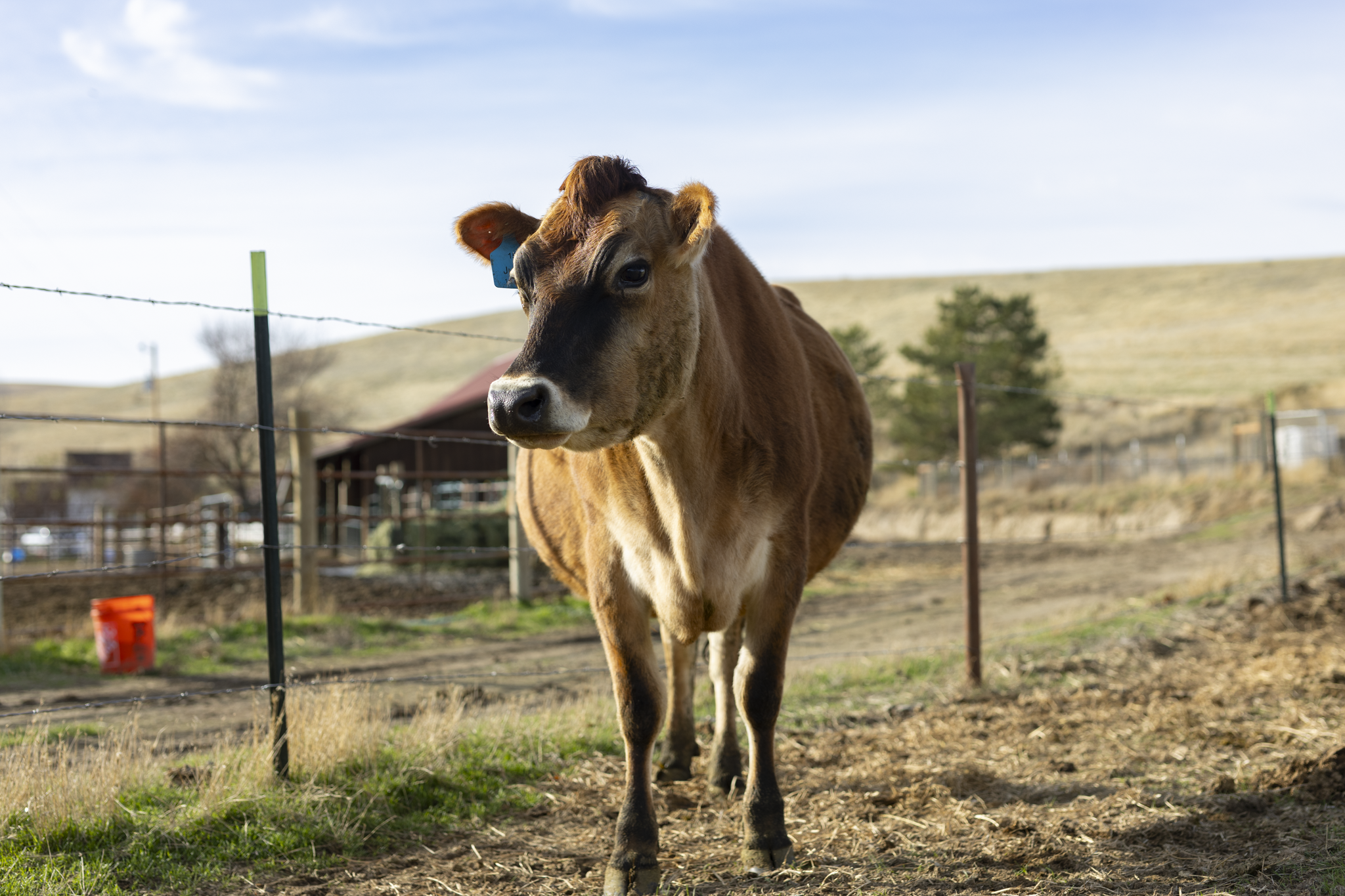 A brown cow standing on a farm with a fence, barn, trees, and hills in the background under a partly cloudy sky.