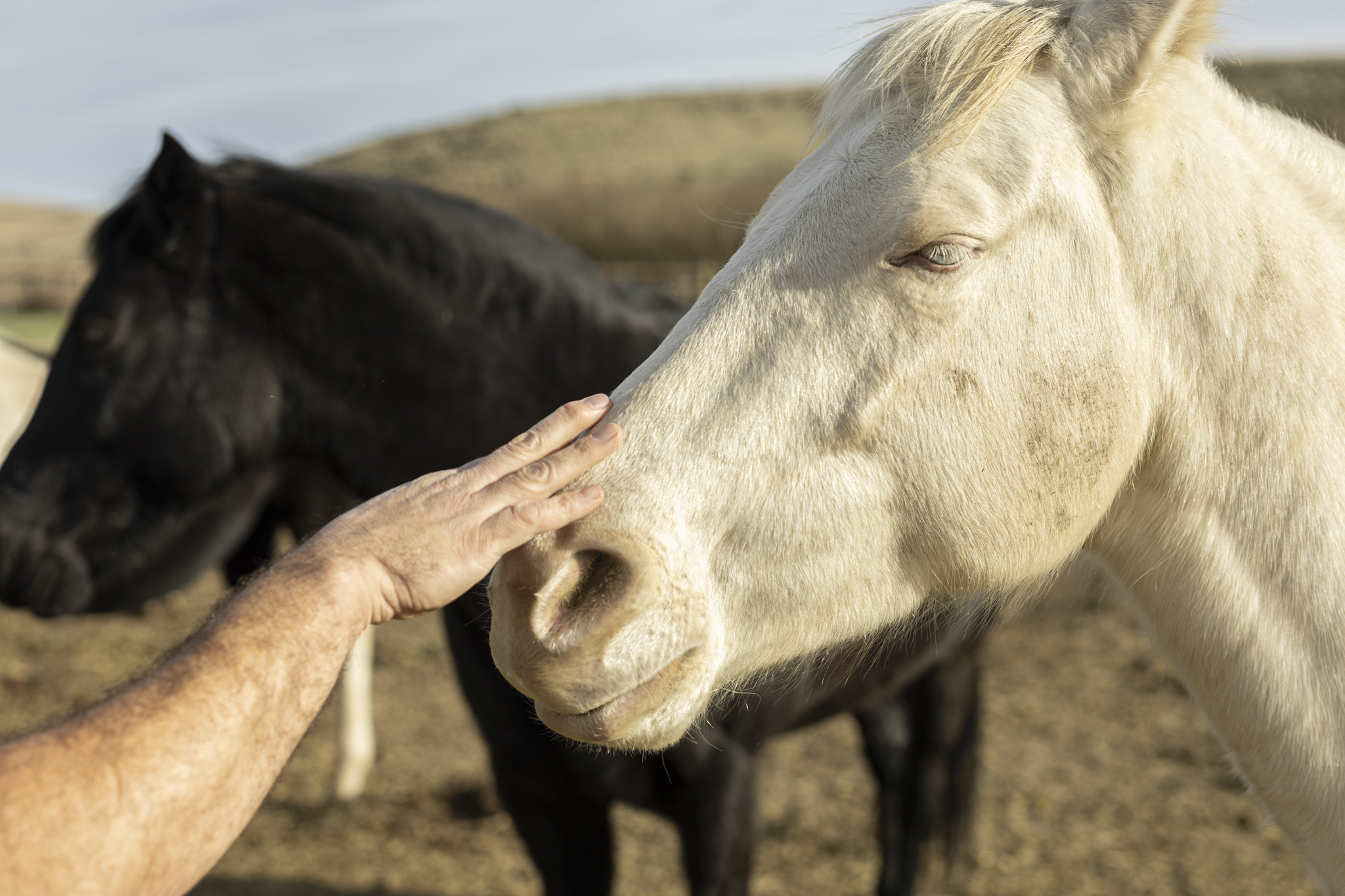 A white horse gently touching its nose to a person's hand, with two dark horses in the background.