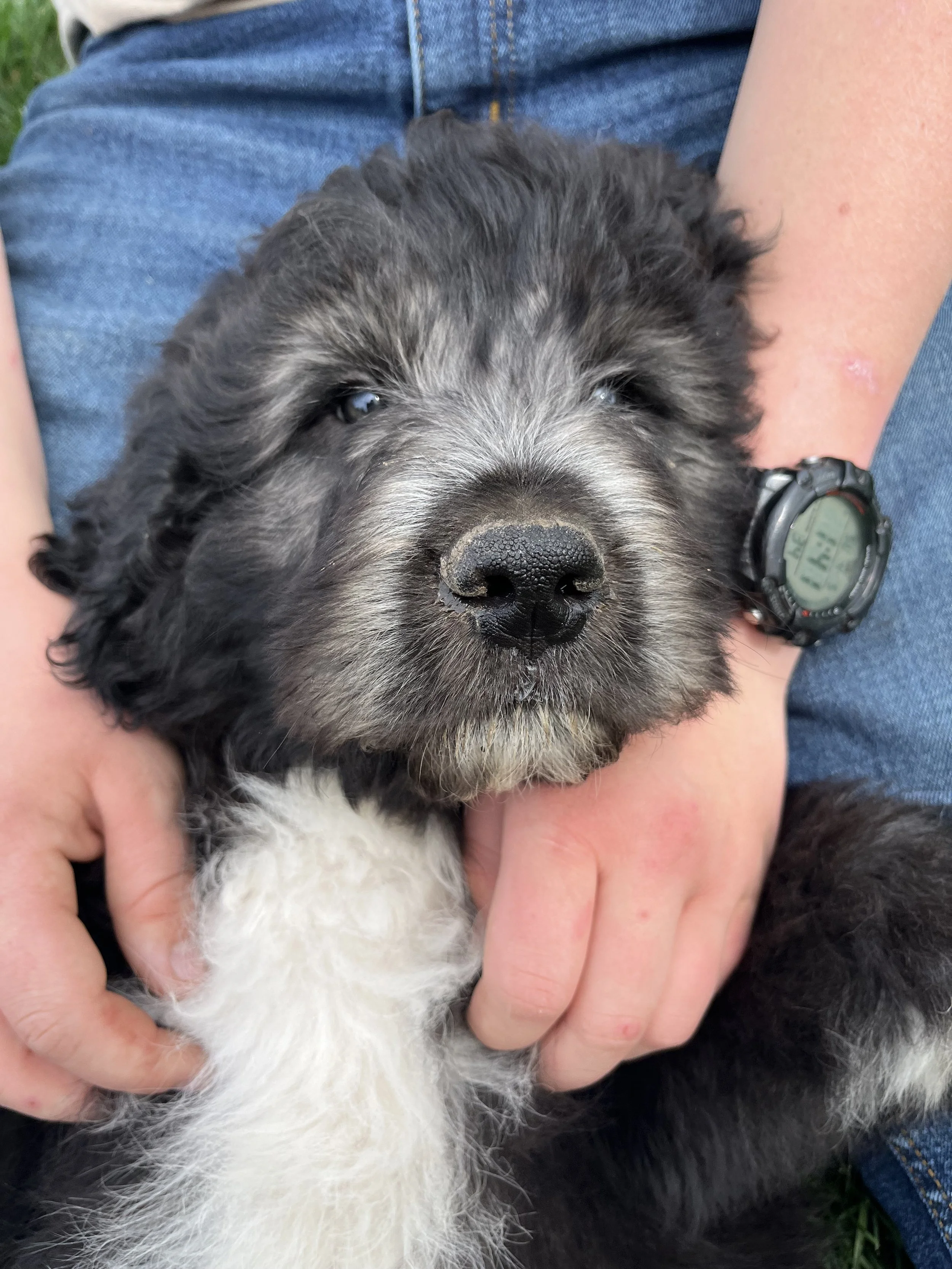 A person holding a cute black and white puppy with a fluffy coat, blue eyes, and a black nose, outdoors on their lap.