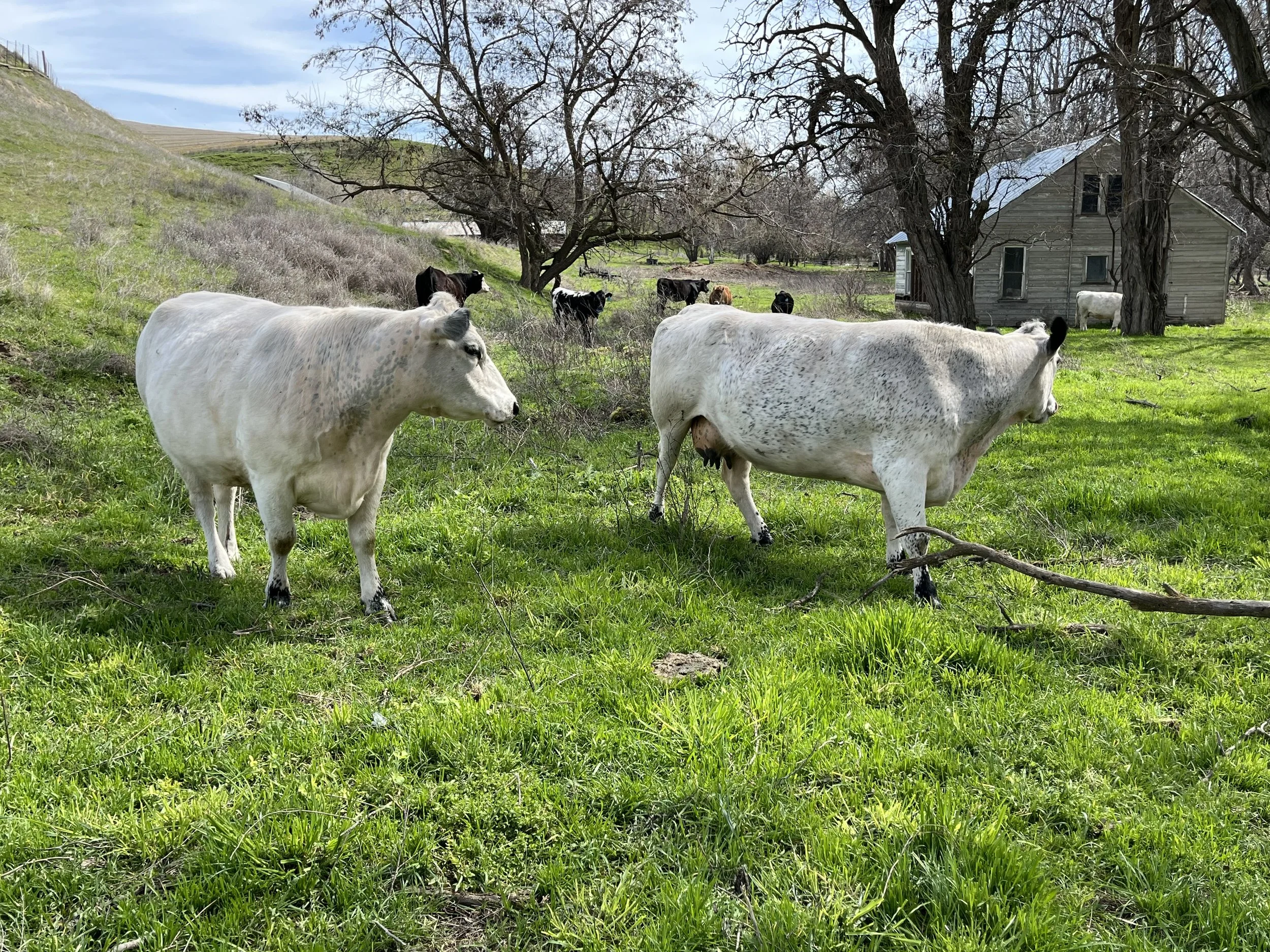 A herd of cows grazing on green grass near a house with leafless trees in the background during daytime.