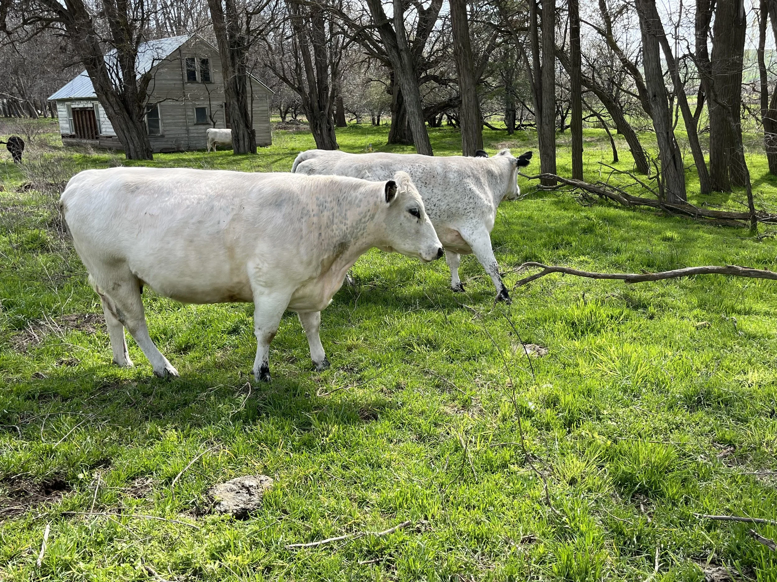 Three white cows with gray spots grazing on green grass near trees, with an old wooden house in the background.