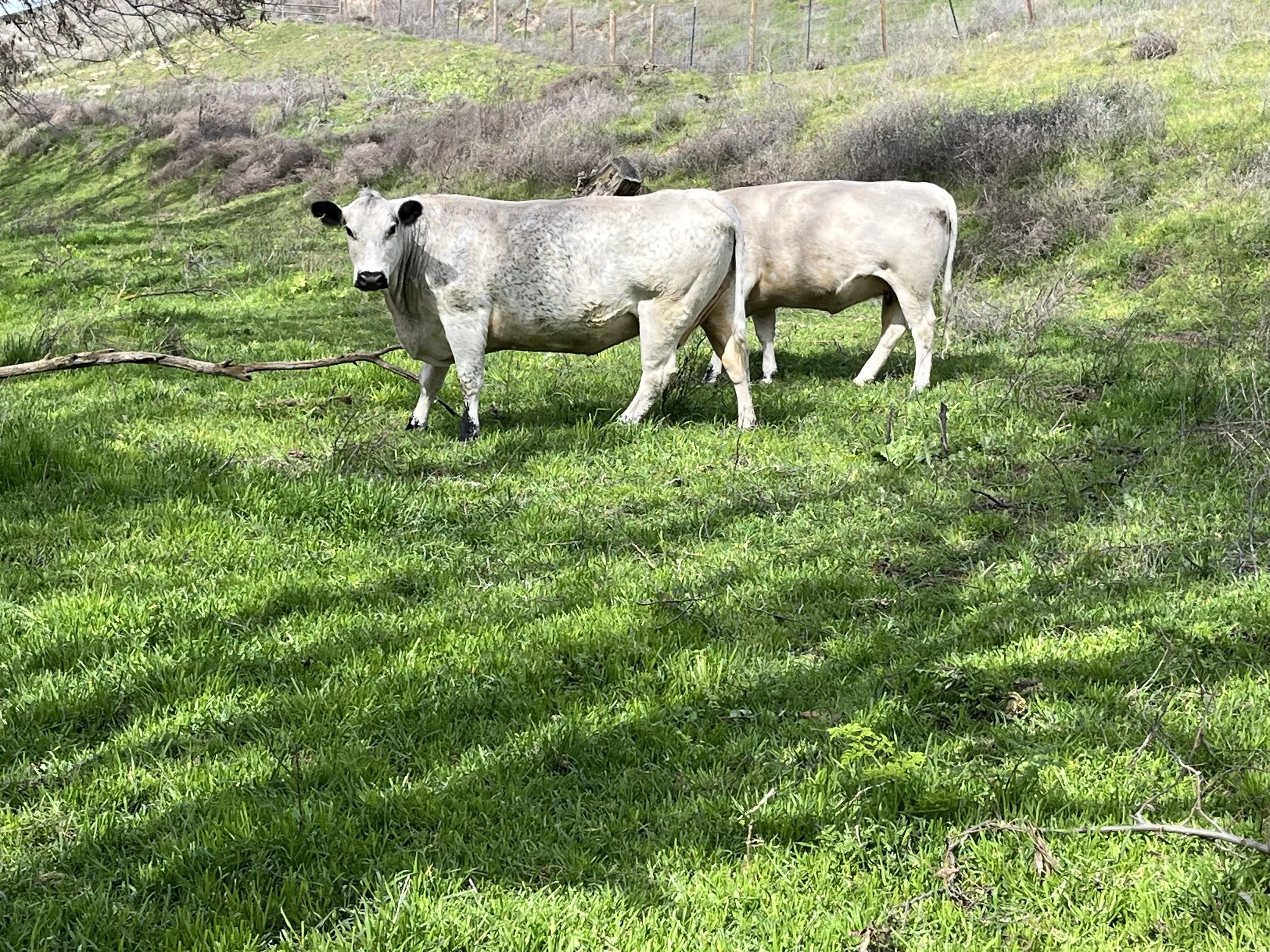Two light-colored cows grazing on green grass in a field.
