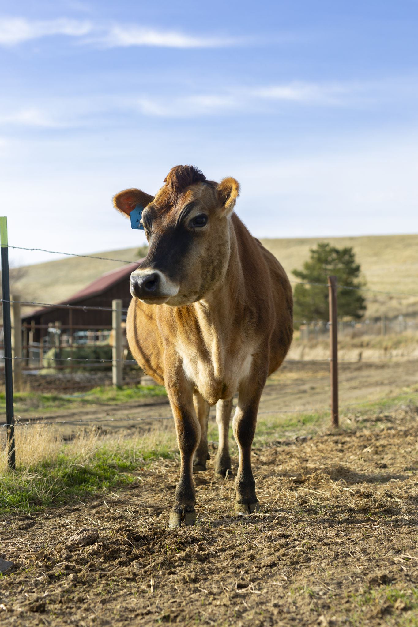 Dairy cow outdoors on a farm with a barn and hills in the background.
