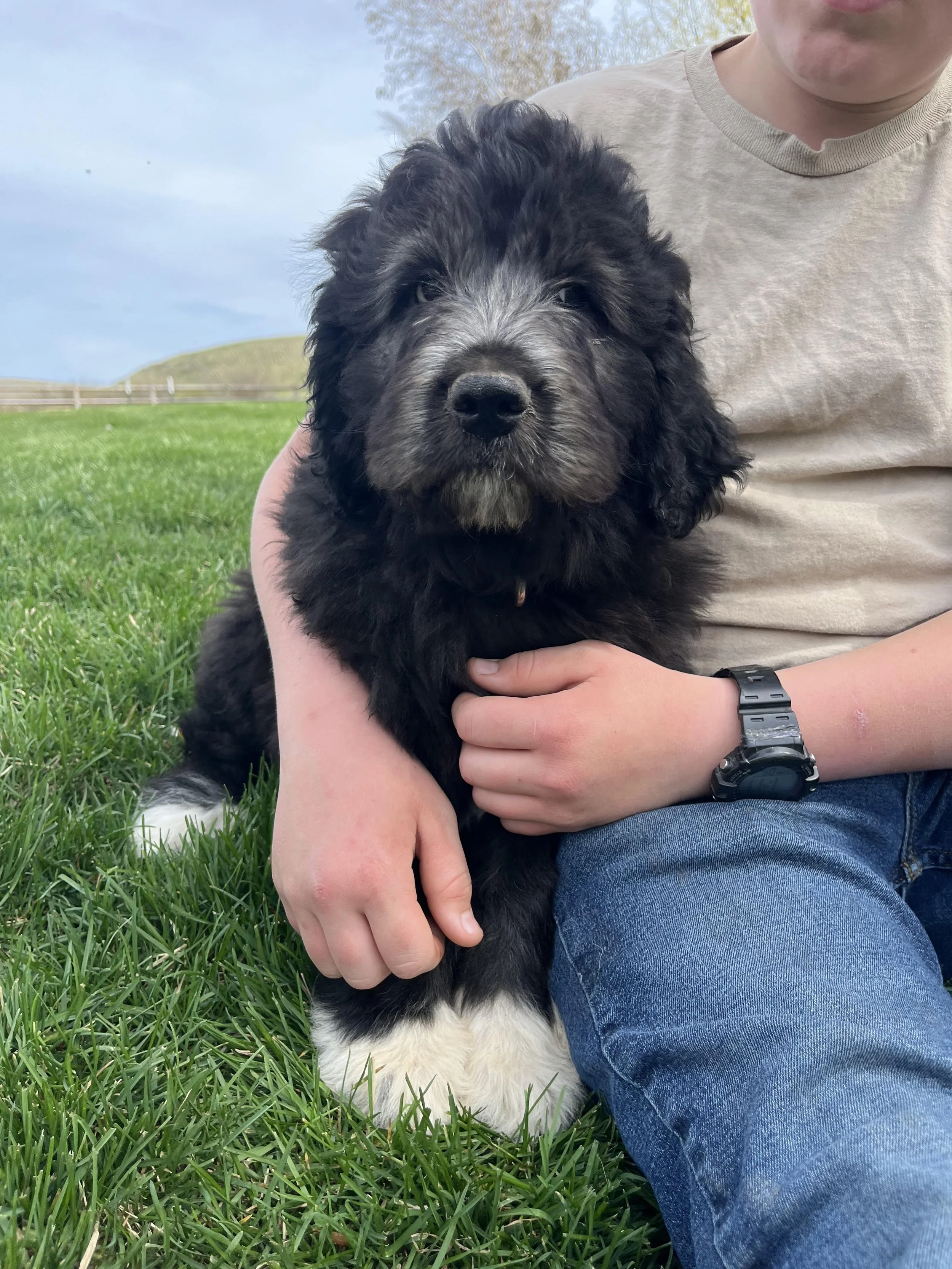 A person in a beige T-shirt and jeans sitting on green grass holding a fluffy black and white puppy with a gray face and white paws. The puppy looks directly into the camera.