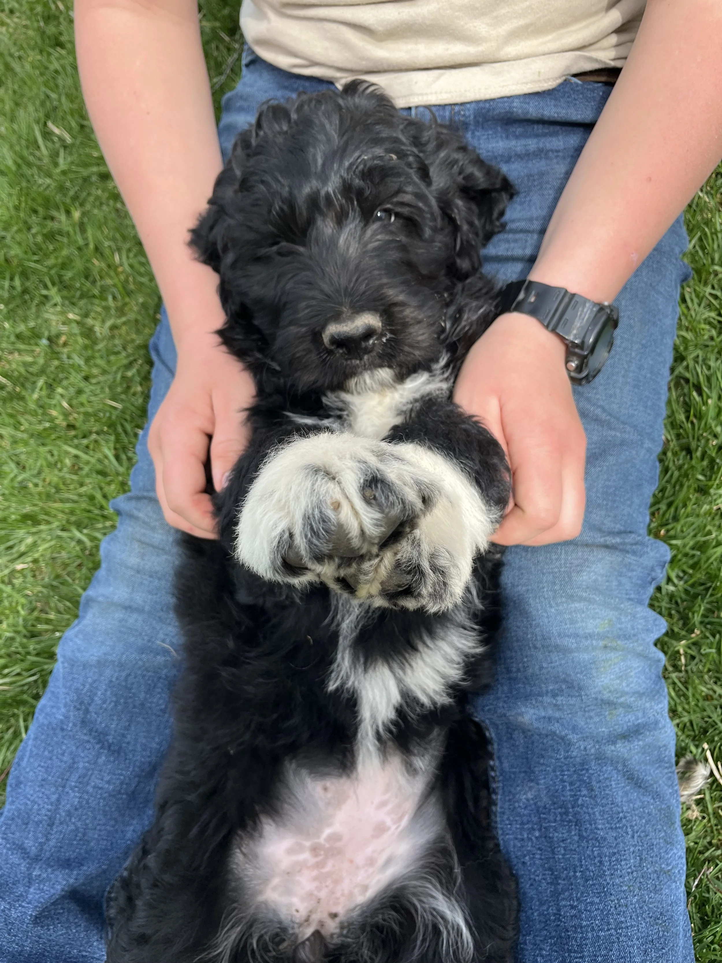 Person sitting on grass holding two Bernese Mountain Dog puppies, one on top of the other, with the puppies looking at the camera.