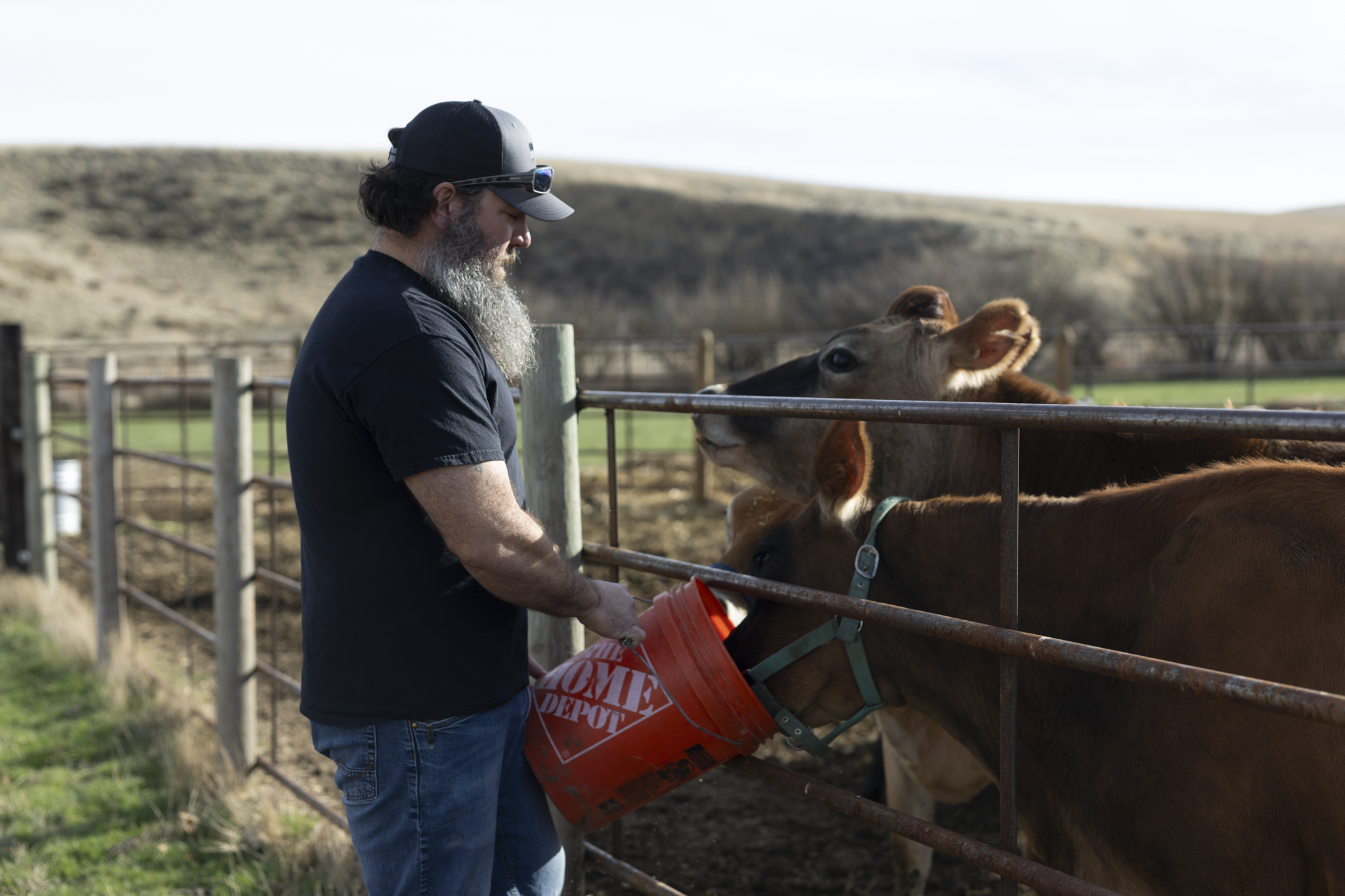 Man with a gray beard, black baseball cap, black T-shirt, and jeans feeding cows with an orange Home Depot bucket in a farm setting.
