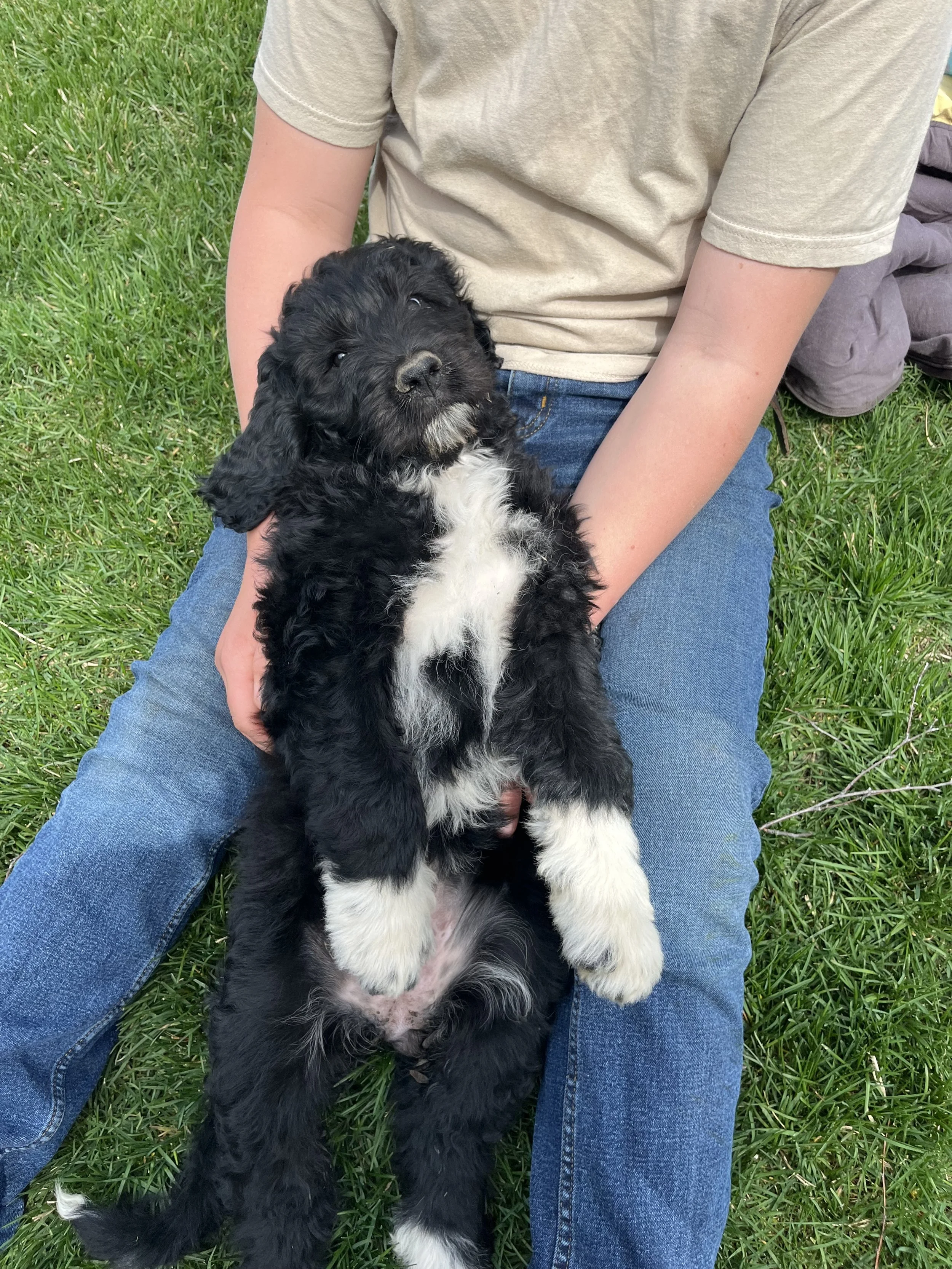 Person sitting on grass holding a black and white puppy.