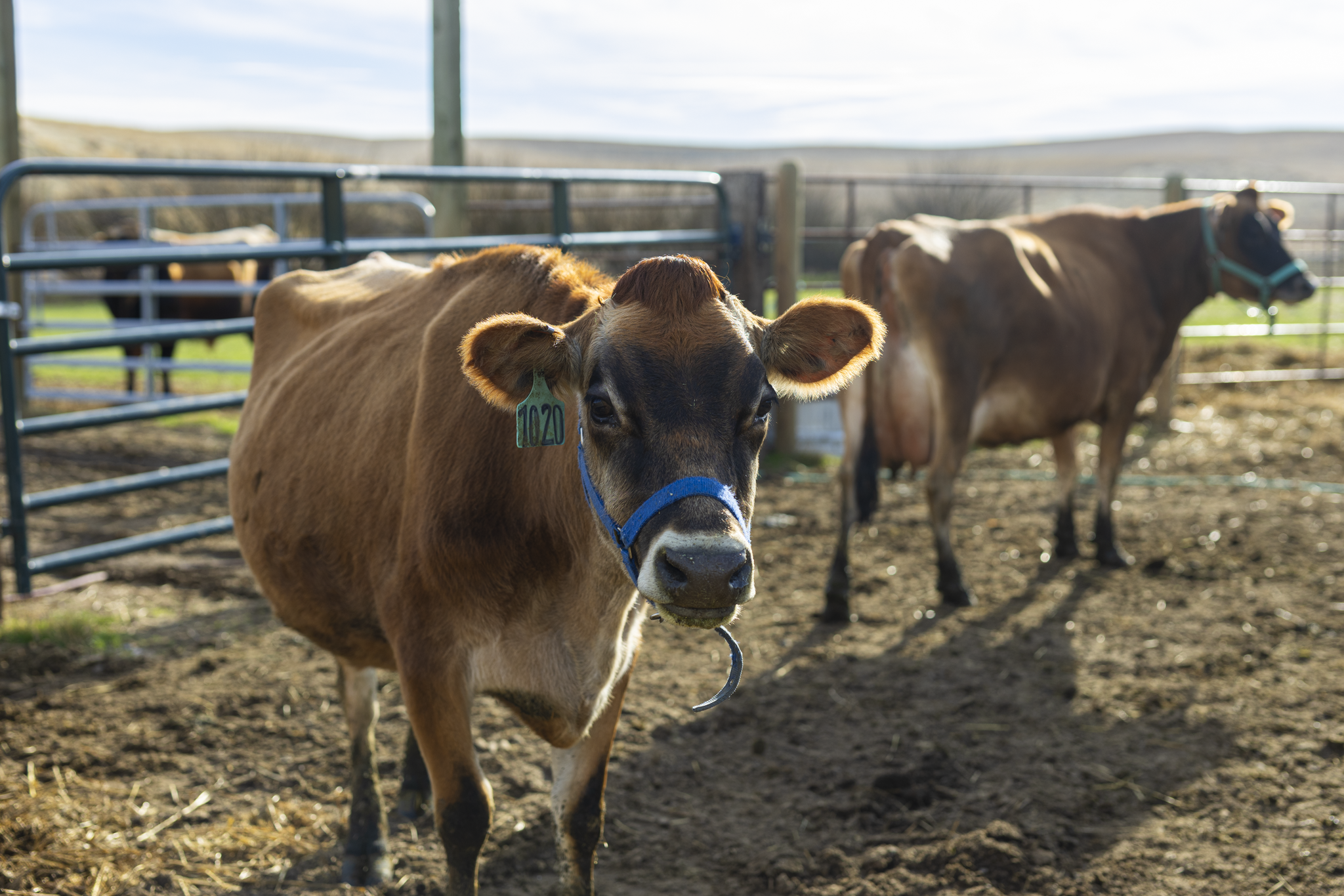 A brown calf with a blue halter looking at the camera, with other cows in the background in a farm setting.