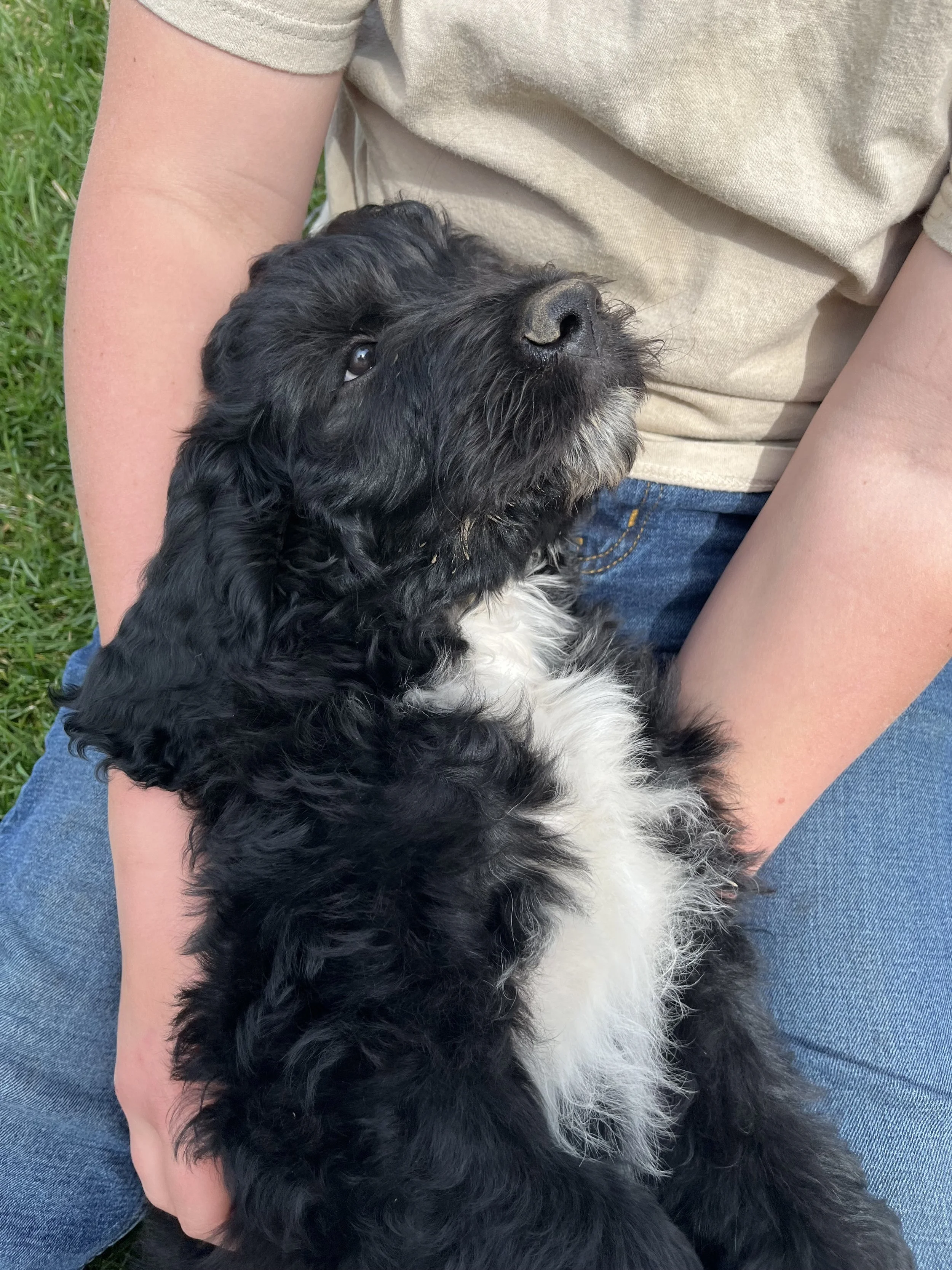 A person sitting outdoors on grass, holding a black and white puppy with curly fur, leaning its head back and looking up.