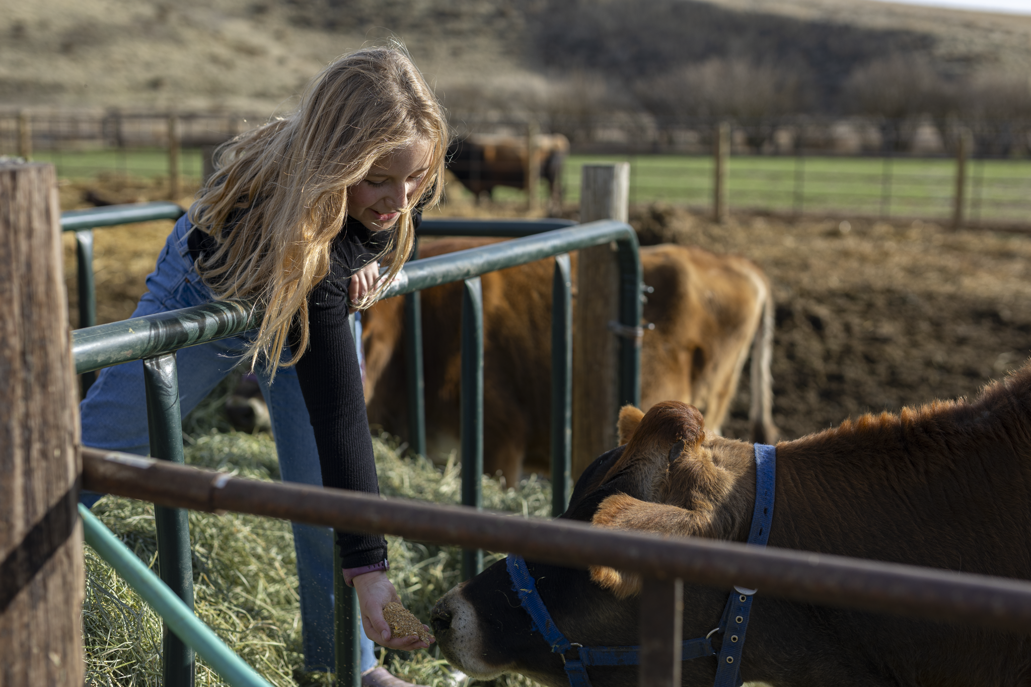 A girl with blonde hair leaning over a farm fence feeding a calf with a mound of feed in her hand, with other cows and a rural landscape in the background.