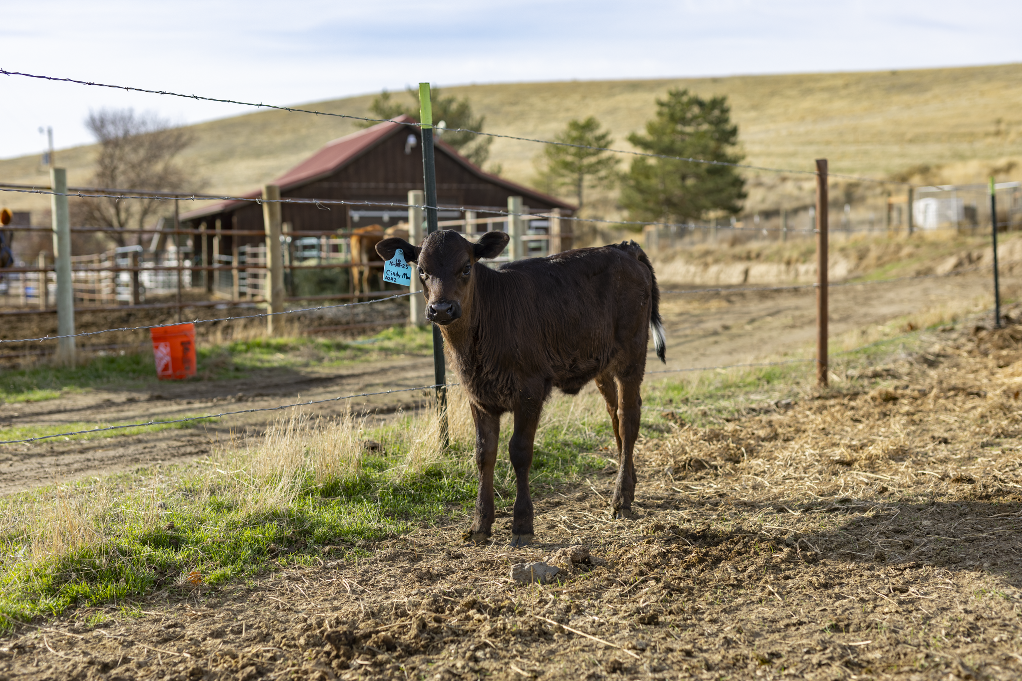 A black calf with a blue ear tag stands inside a fenced farm on a farm with a barn and trees in the background.