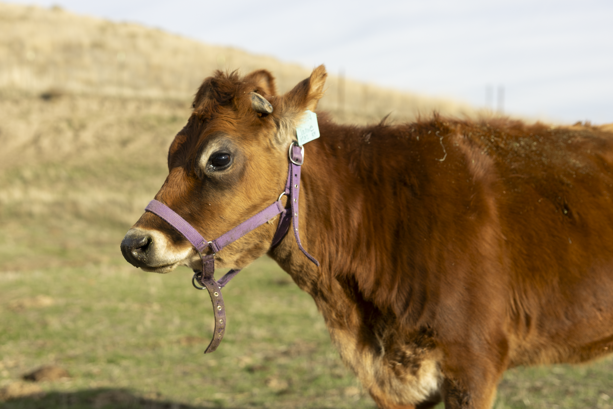 A brown calf wearing a purple halter standing outdoors in a grassy field with a blurred background of a hill and cloudy sky.