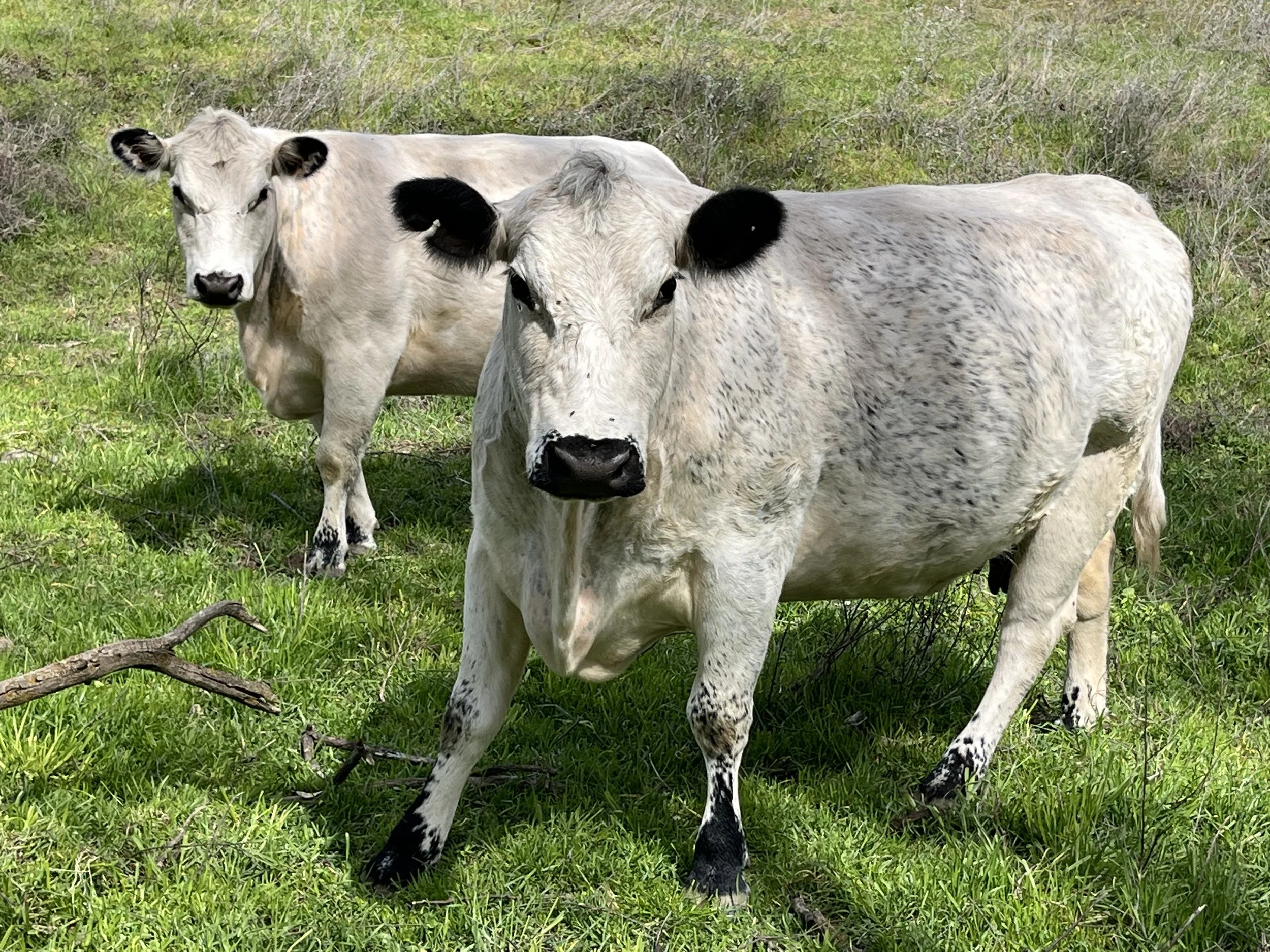 Two white cows standing on green grass in a field.