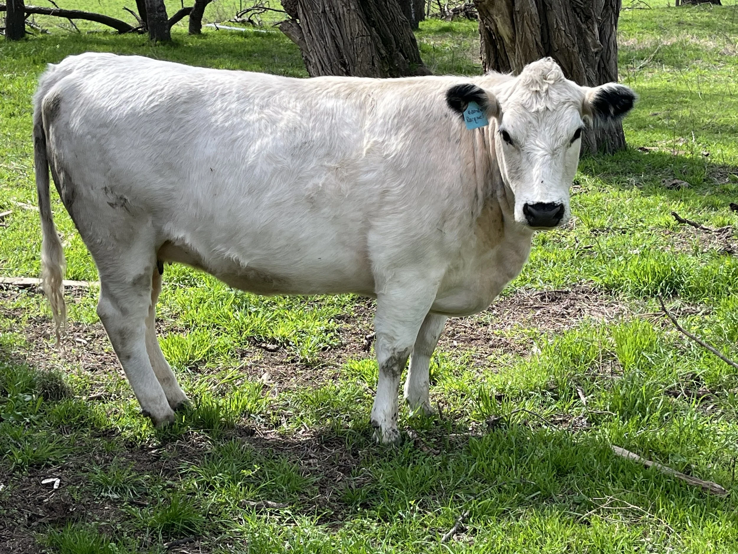 A white calf standing in green grass near a tree with a blue ear tag.