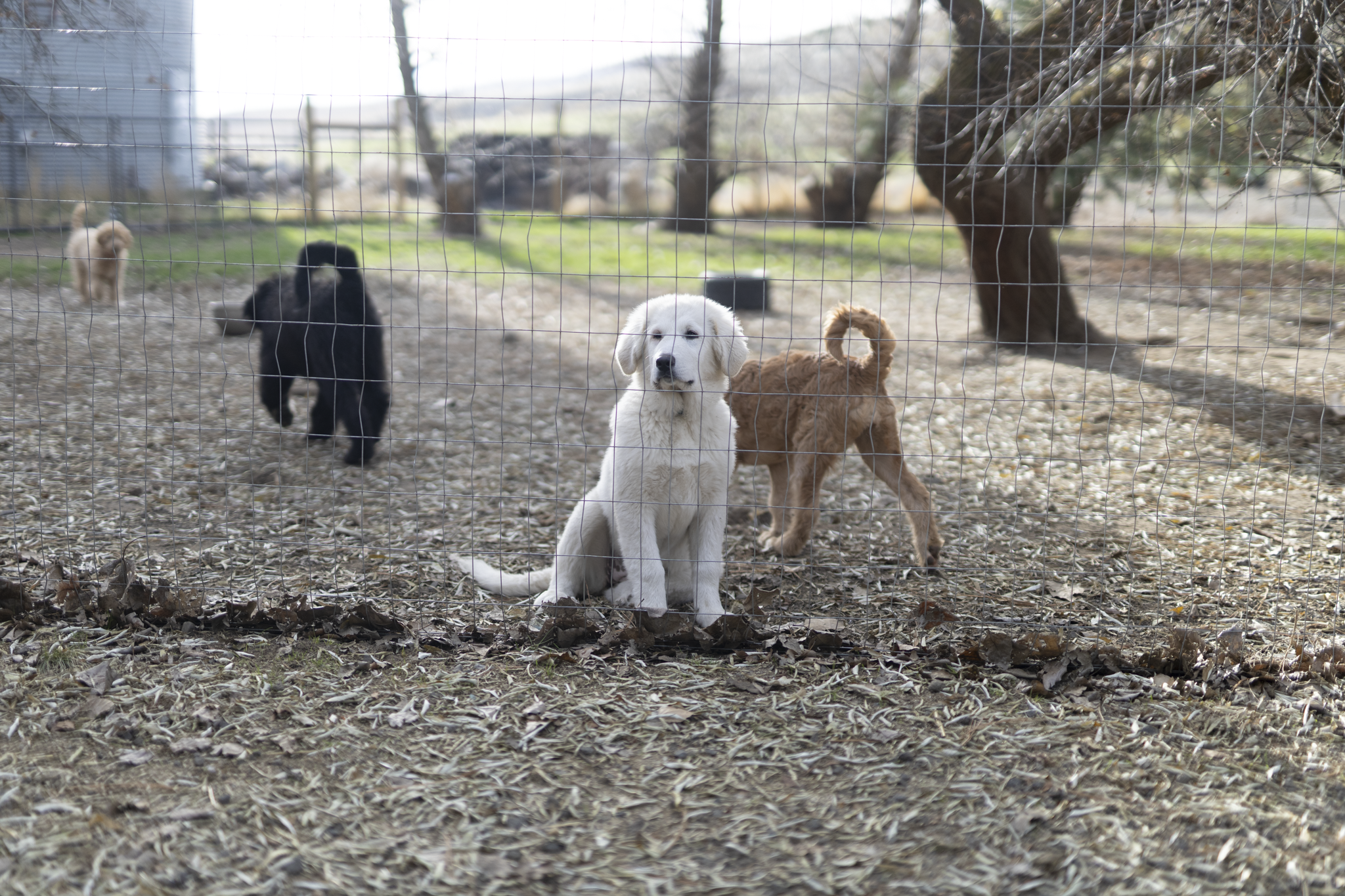 Four puppies behind a wire fence in an outdoor yard with trees and grass in the background.