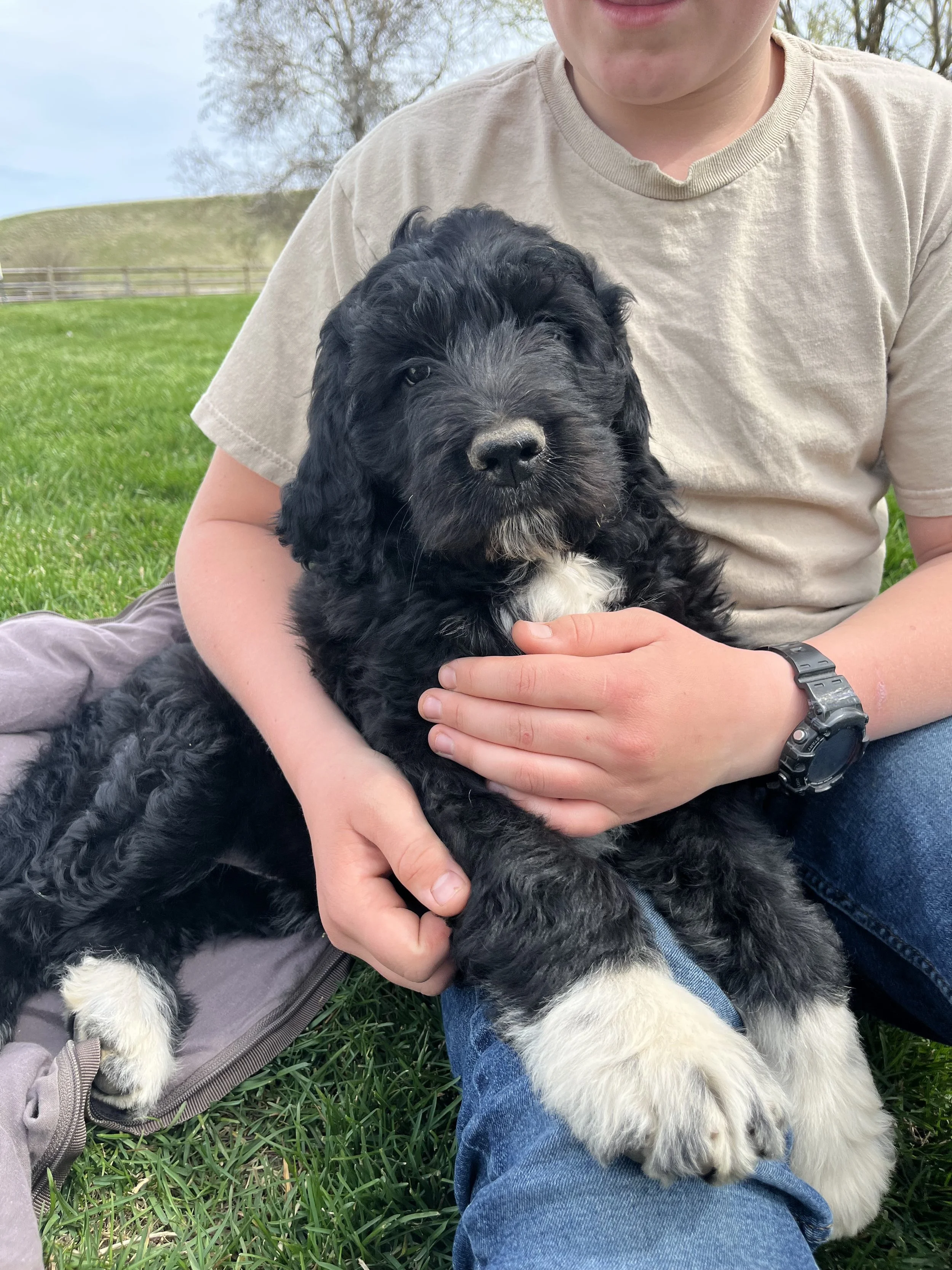 A person holding a black and white puppy with floppy ears, sitting on grass outdoors.