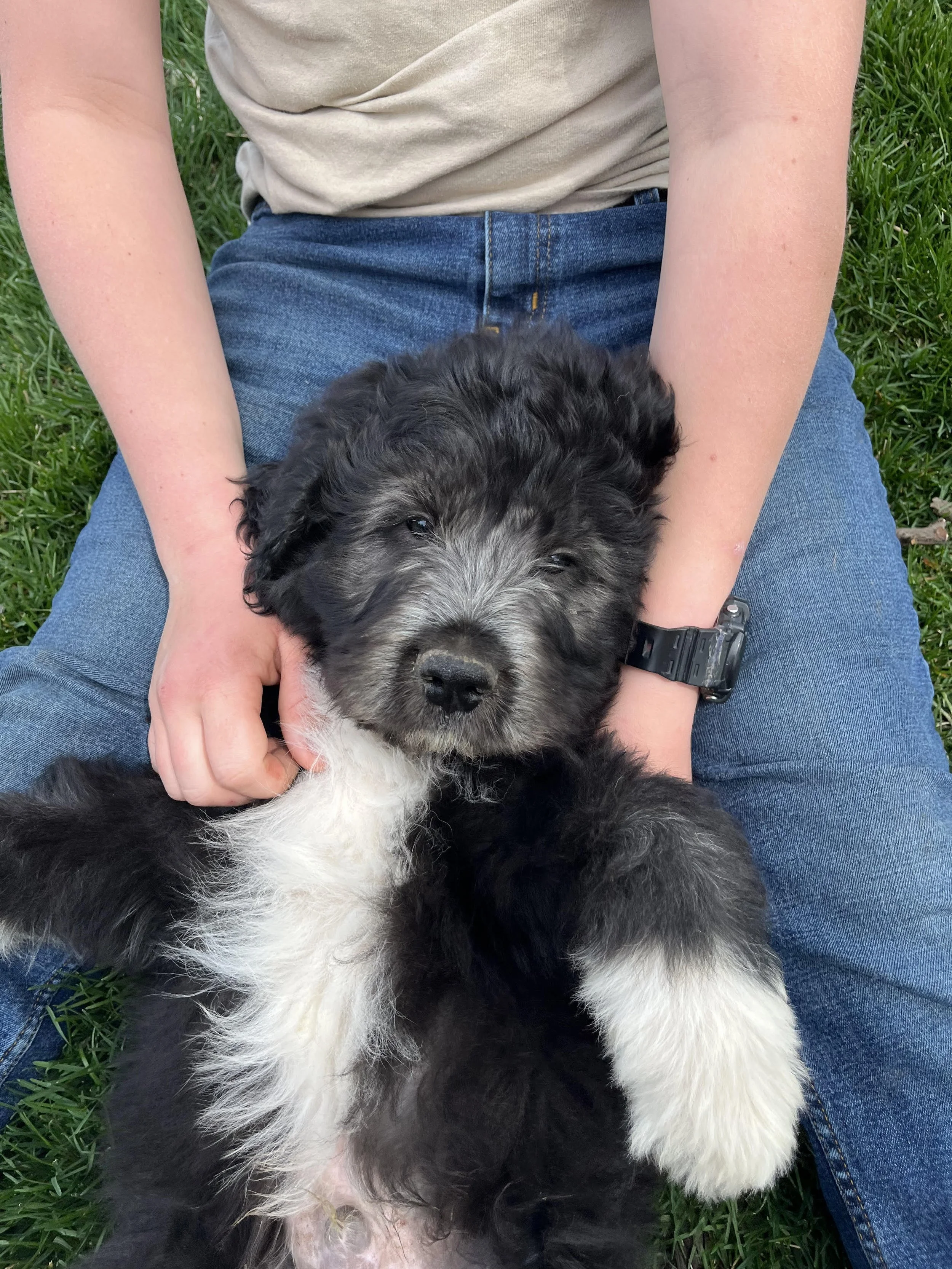Person sitting on grass holding a black and white puppy in their lap.