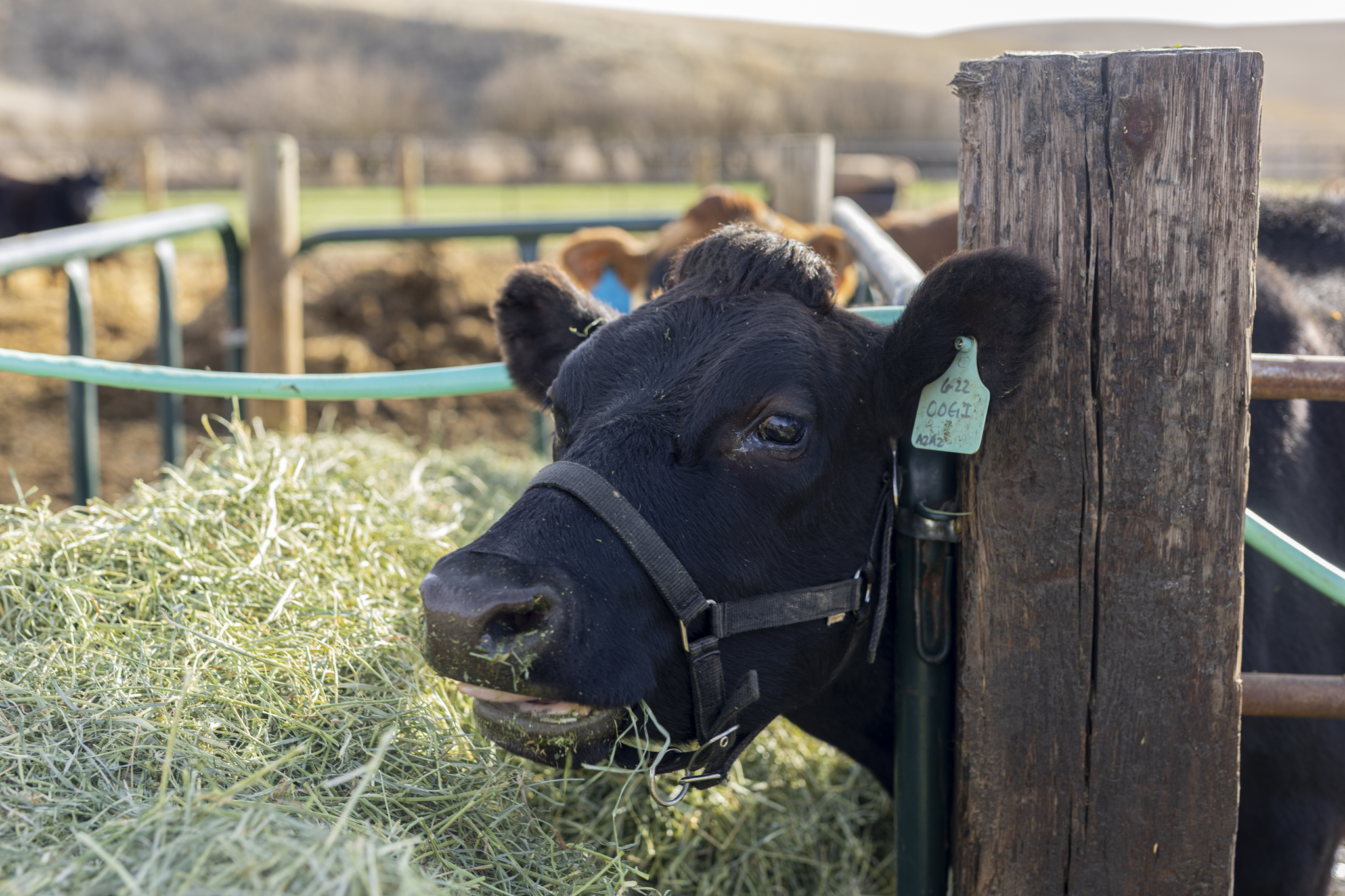 A black calf eating hay in a farm setting, secured with a halter, next to a wooden post and metal fence, with other cattle in the background.