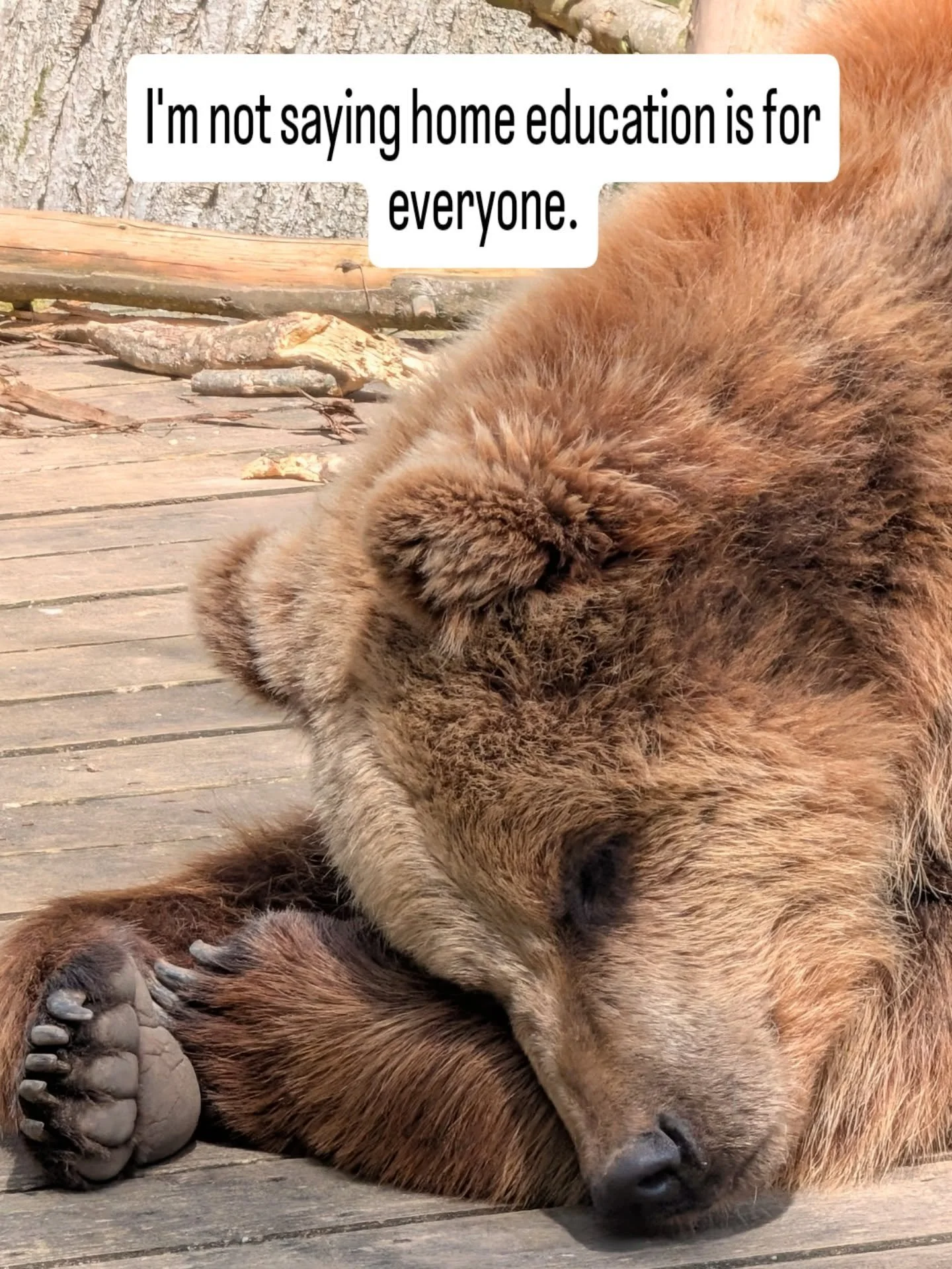Today we visited @wildwood_devon. 
Bears, wolves and beautiful surroundings.

One of the reasons we chose home education was to free up time and space for moments like these.

When the kids were in school weekends were spent recovering. 

Parents fro